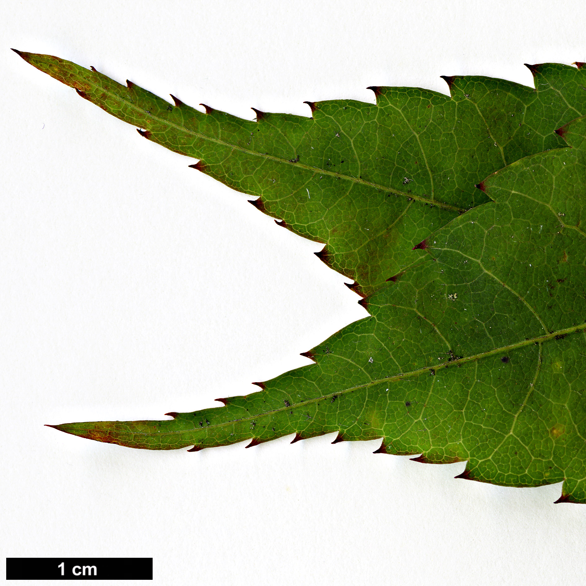 High resolution image: Family: Sapindaceae - Genus: Acer - Taxon: flabellatum