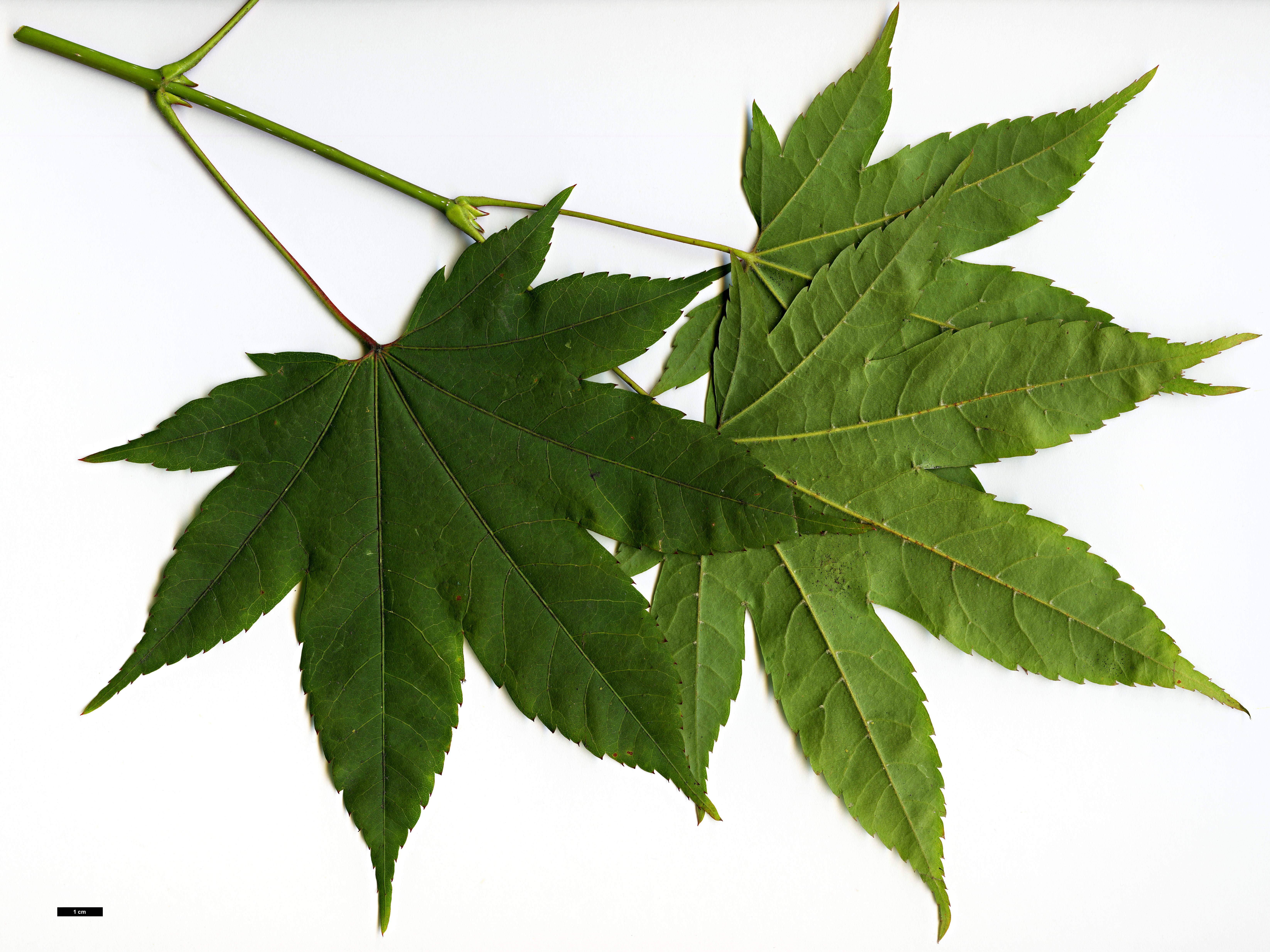 High resolution image: Family: Sapindaceae - Genus: Acer - Taxon: flabellatum