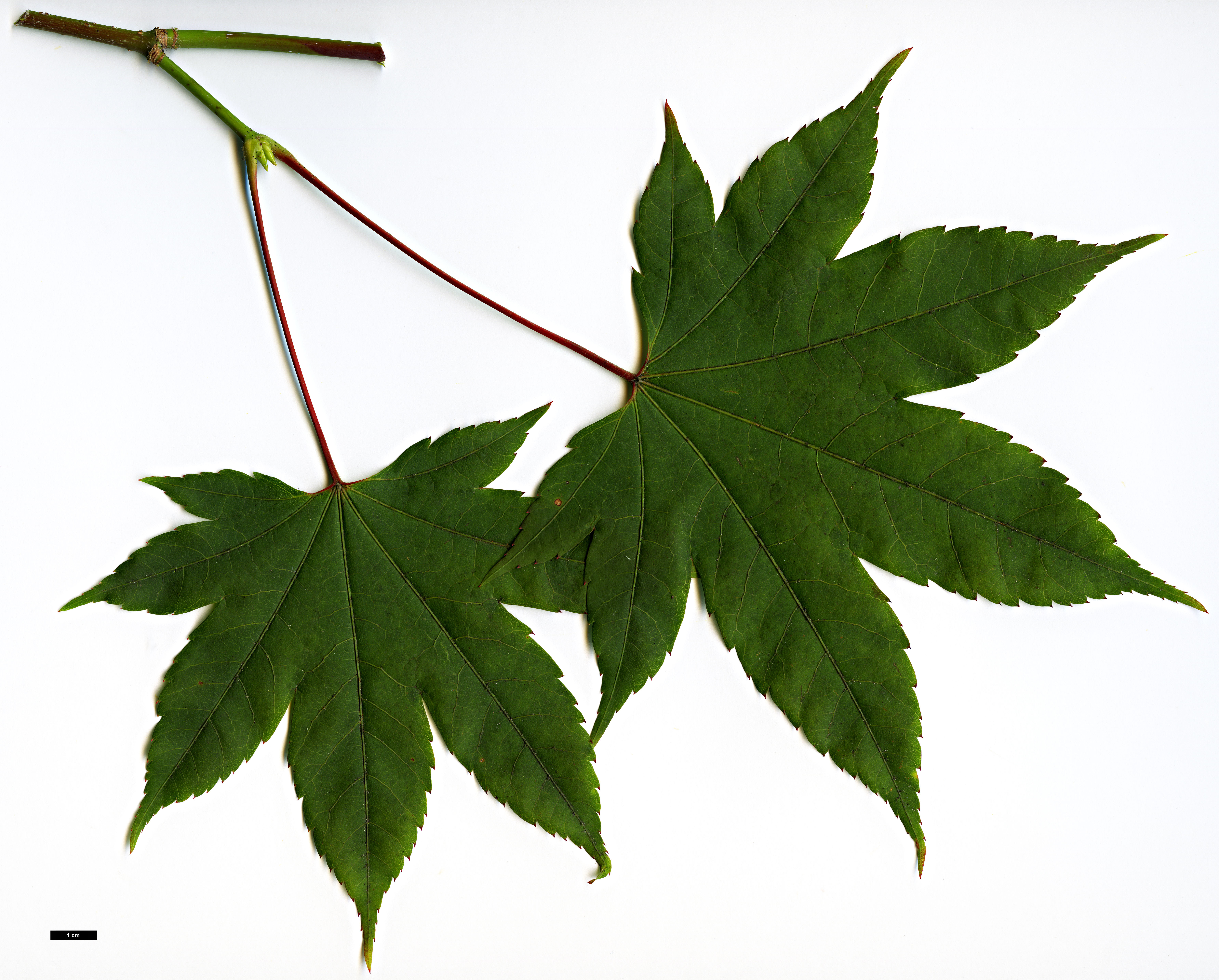 High resolution image: Family: Sapindaceae - Genus: Acer - Taxon: flabellatum