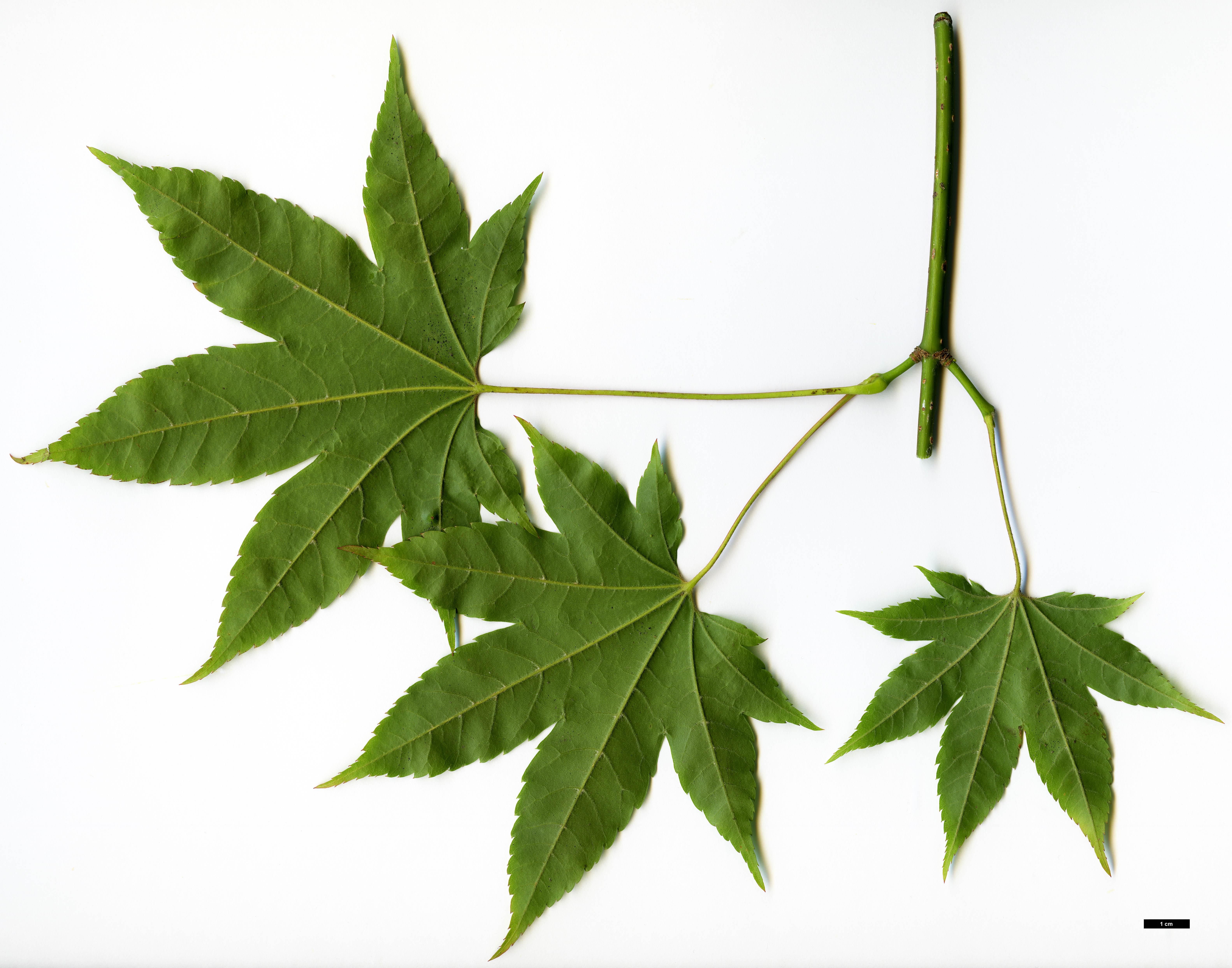 High resolution image: Family: Sapindaceae - Genus: Acer - Taxon: flabellatum
