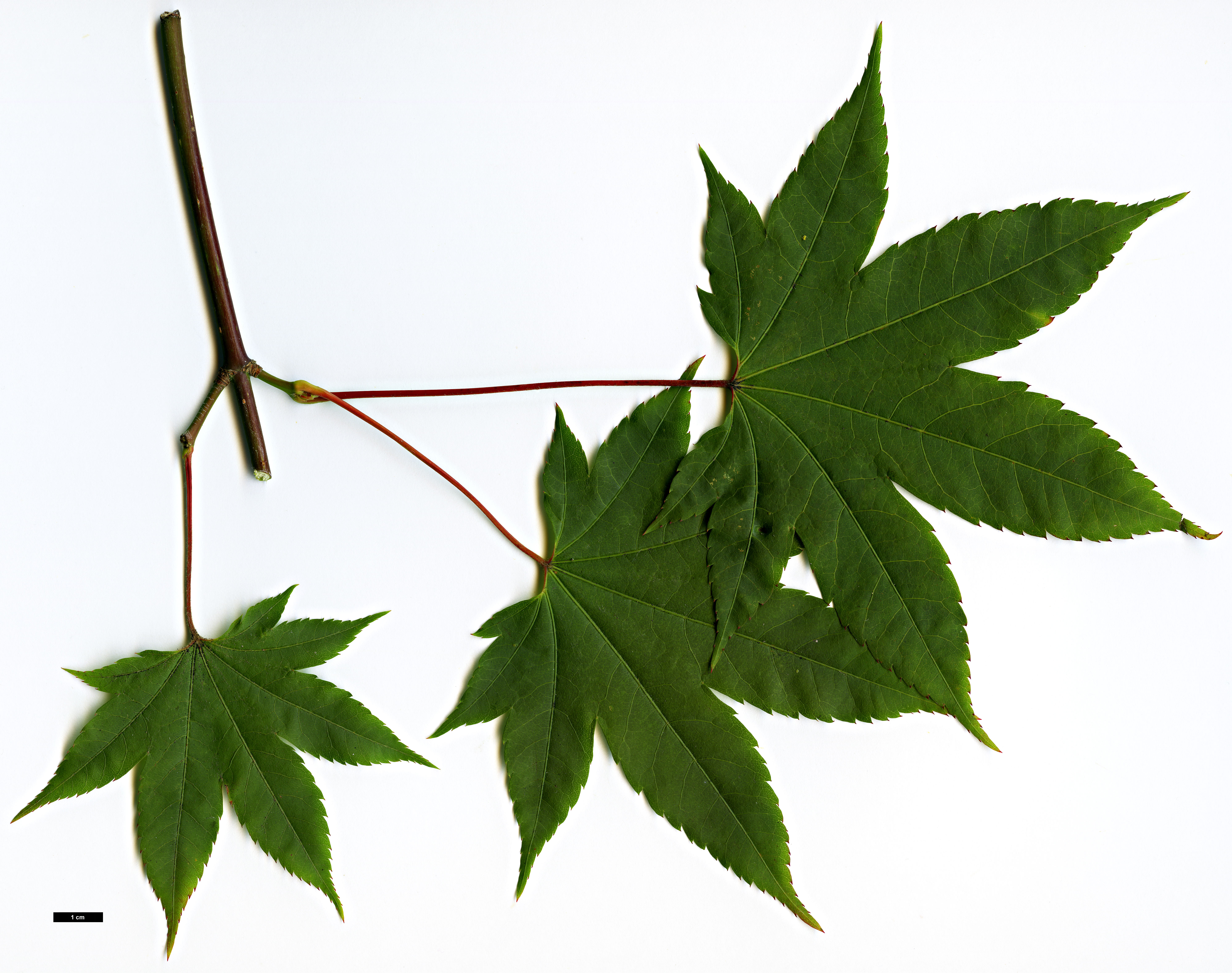 High resolution image: Family: Sapindaceae - Genus: Acer - Taxon: flabellatum