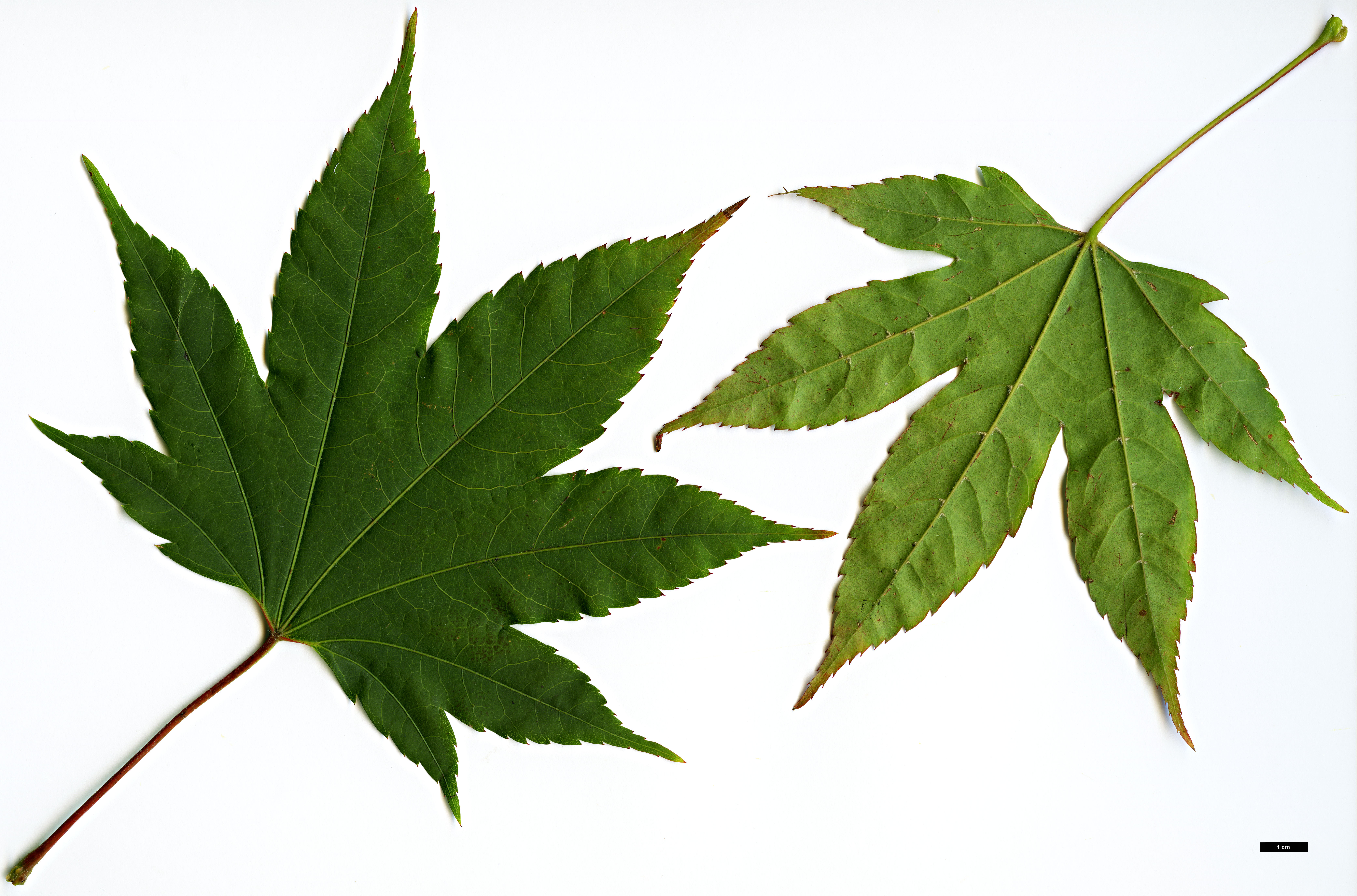 High resolution image: Family: Sapindaceae - Genus: Acer - Taxon: flabellatum