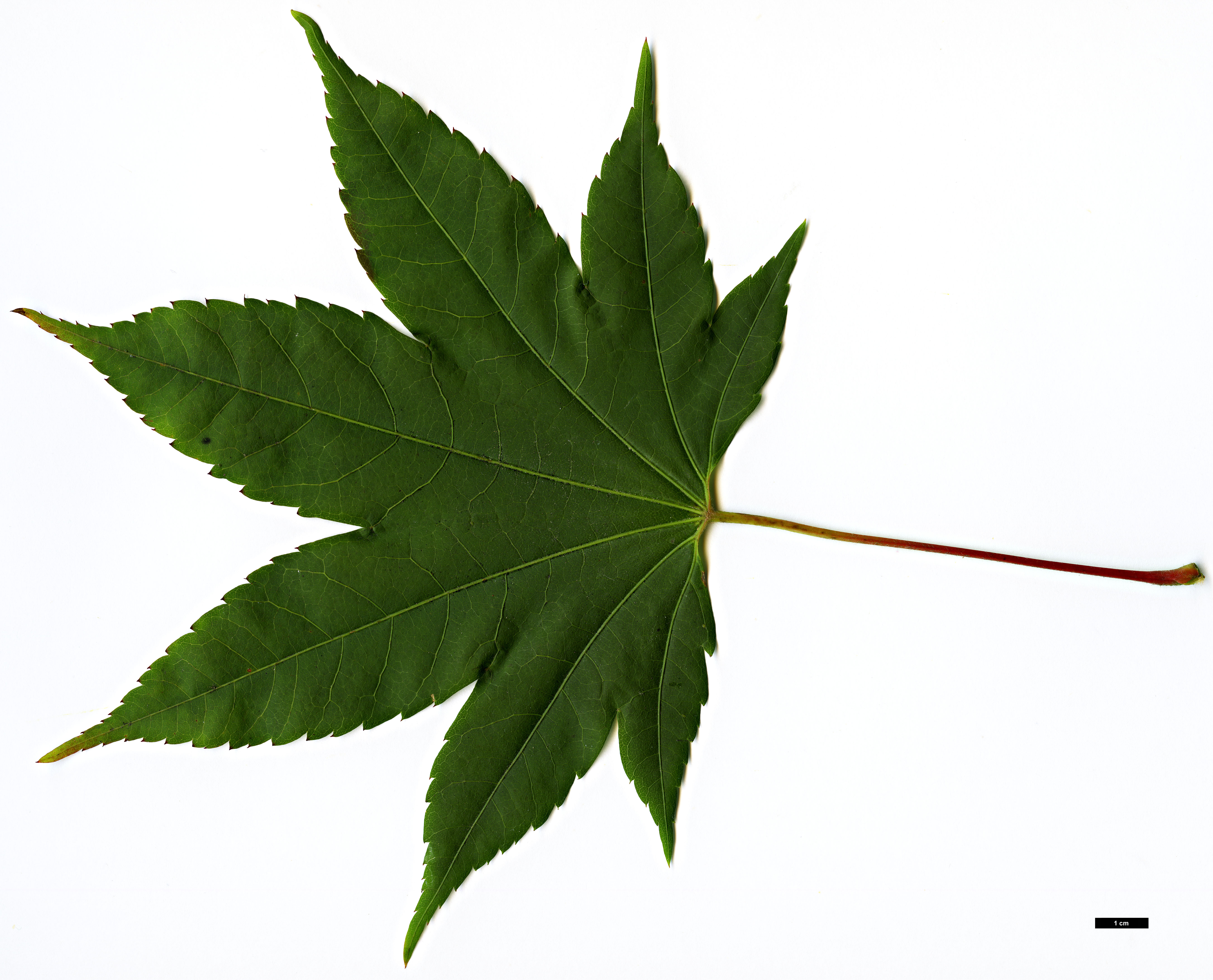 High resolution image: Family: Sapindaceae - Genus: Acer - Taxon: flabellatum