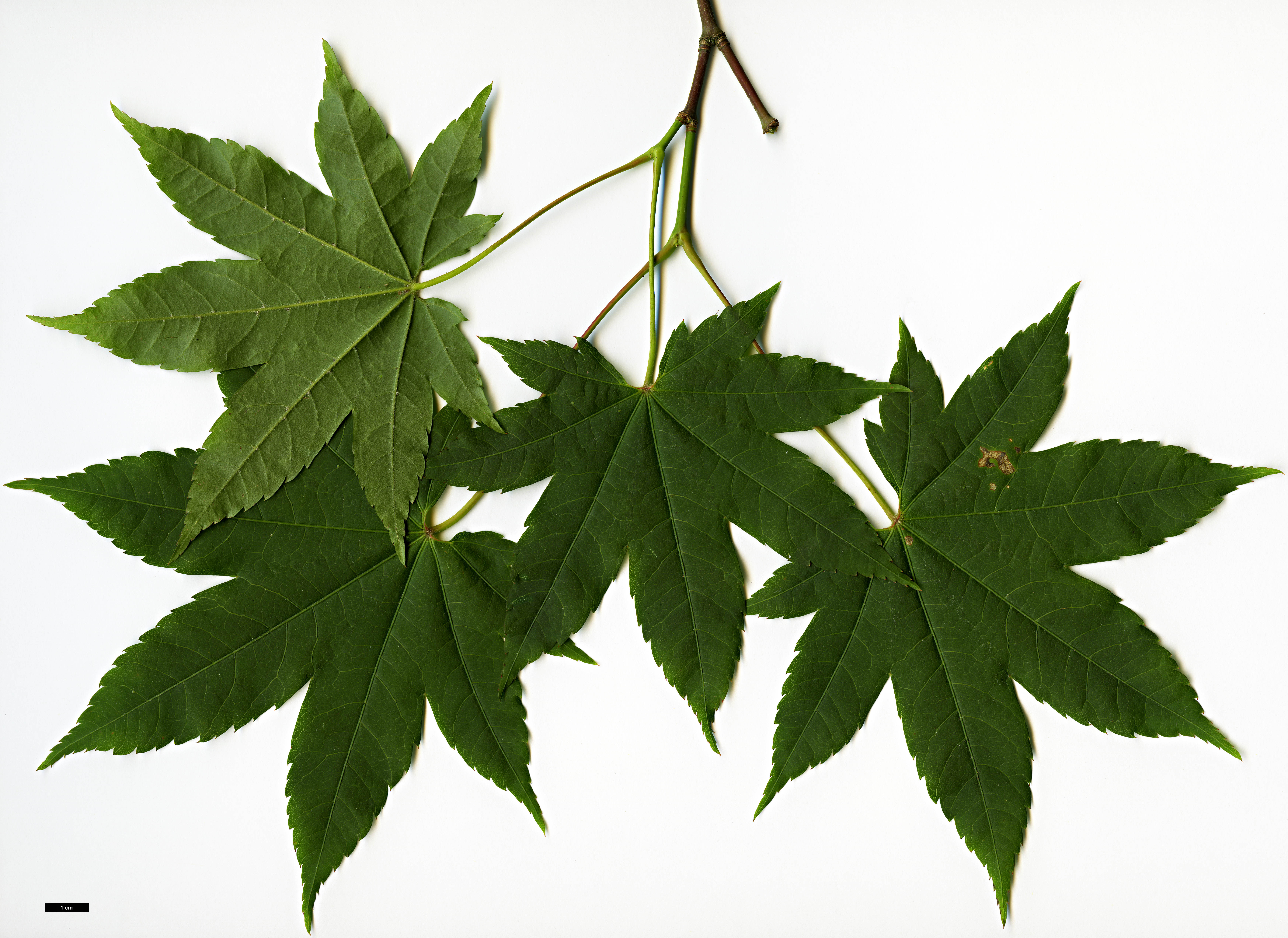 High resolution image: Family: Sapindaceae - Genus: Acer - Taxon: flabellatum