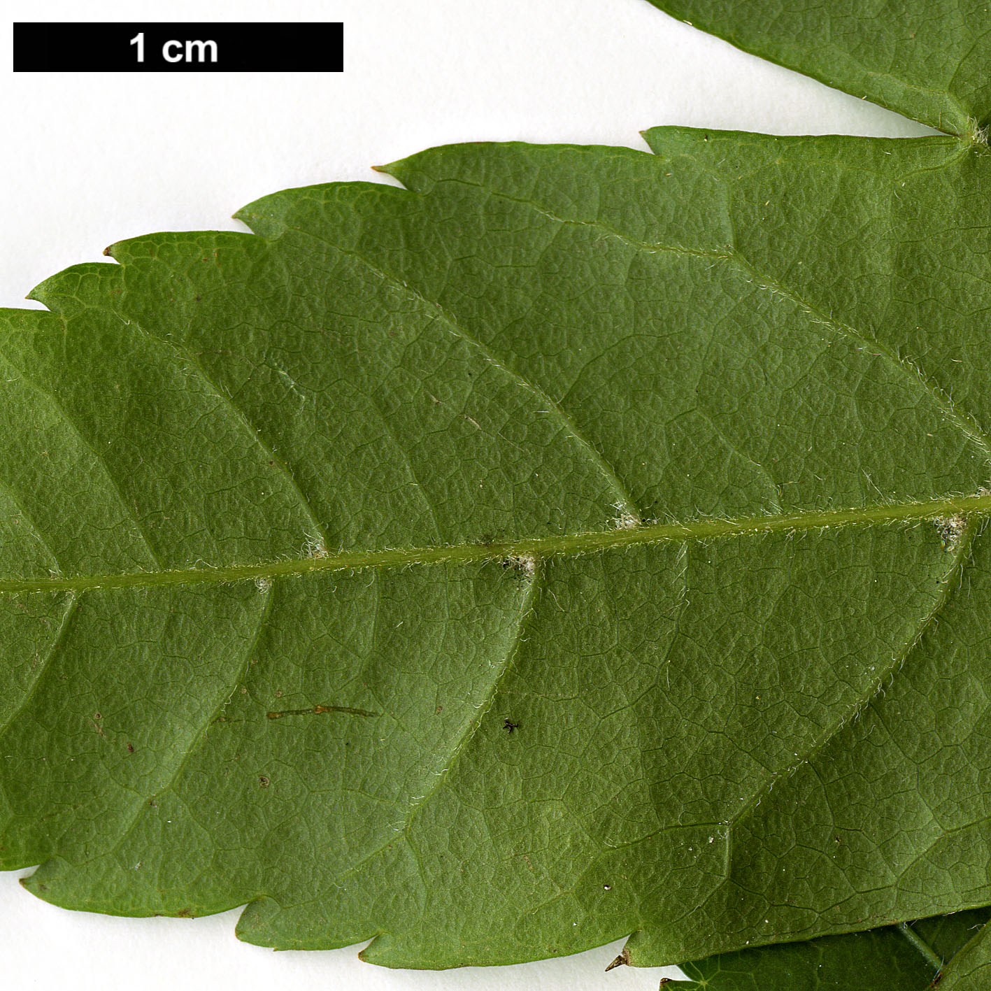 High resolution image: Family: Sapindaceae - Genus: Acer - Taxon: flabellatum