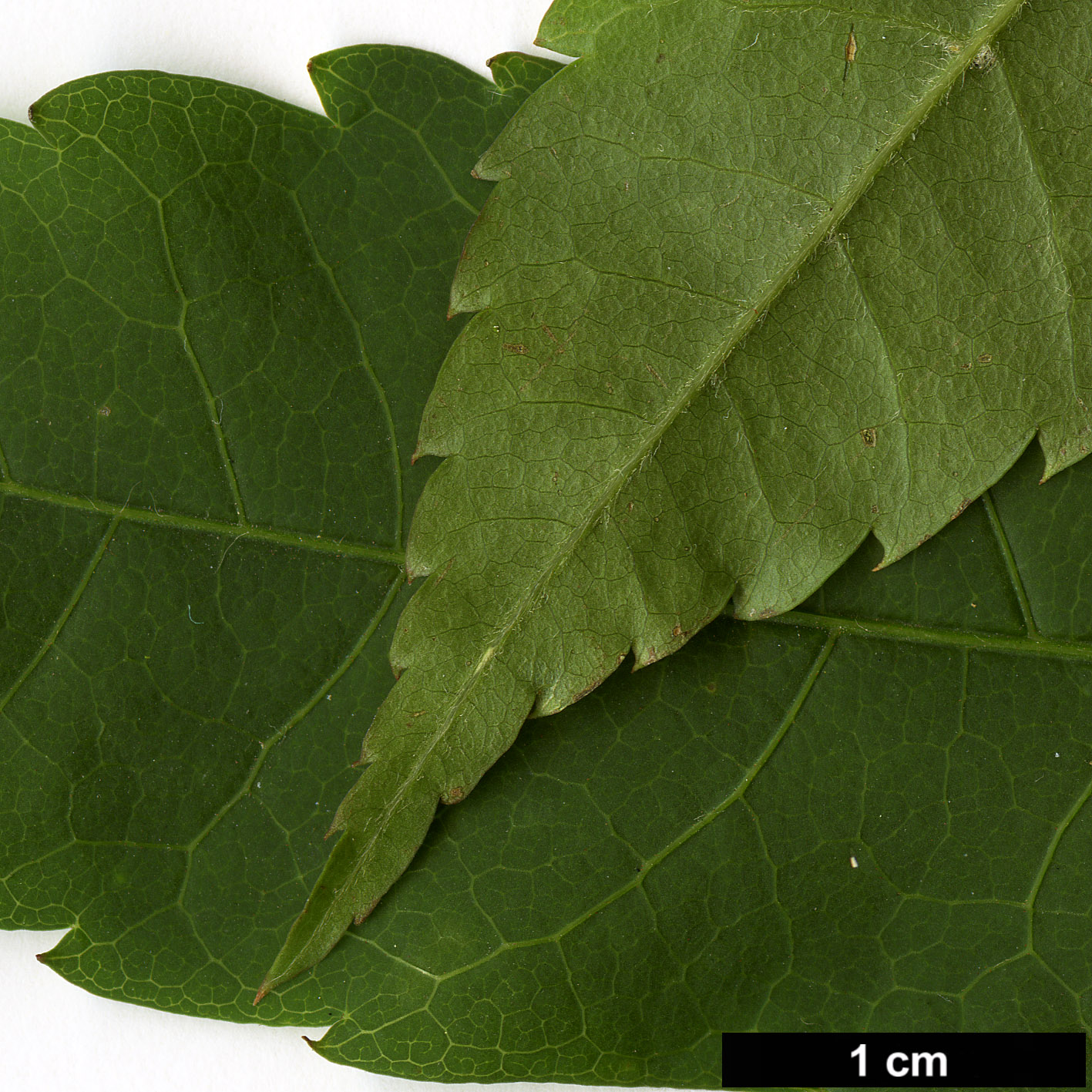 High resolution image: Family: Sapindaceae - Genus: Acer - Taxon: flabellatum