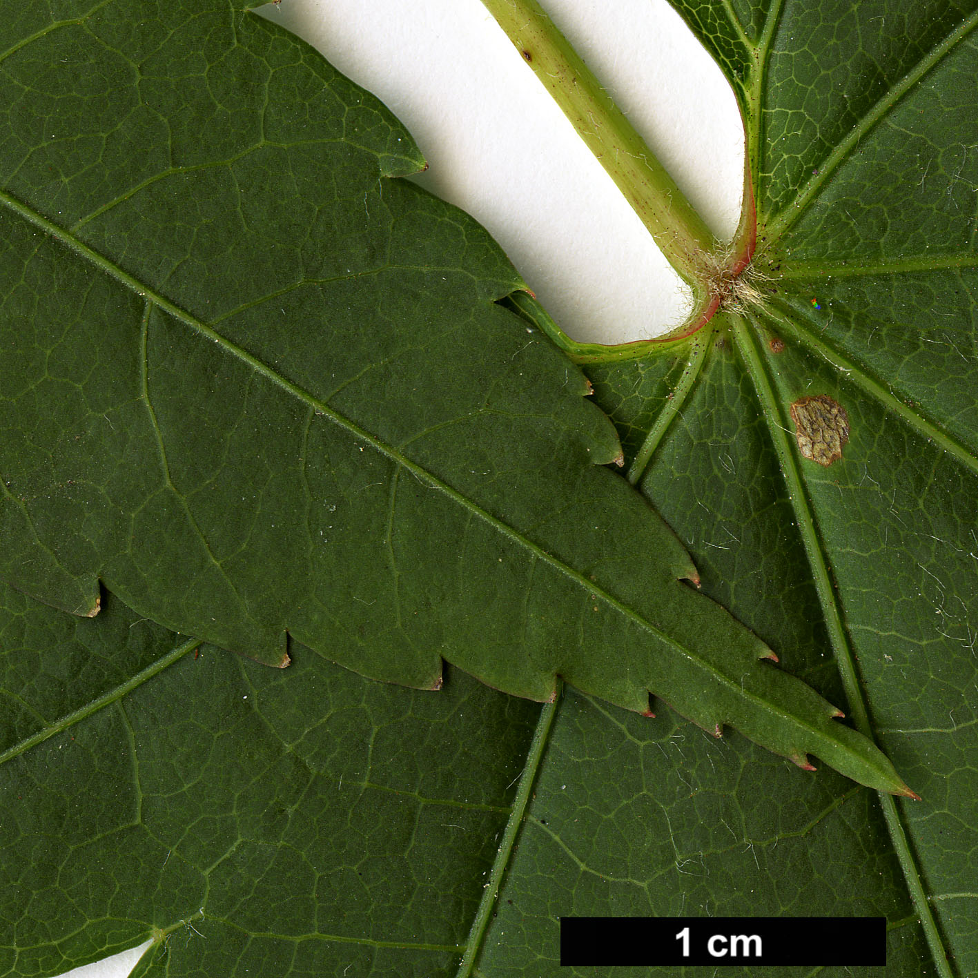High resolution image: Family: Sapindaceae - Genus: Acer - Taxon: flabellatum