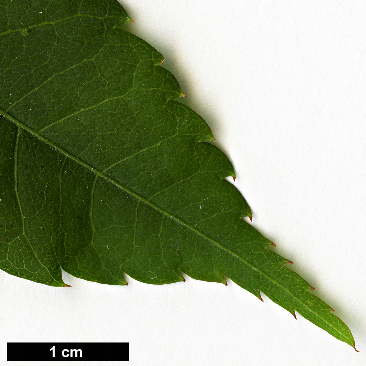 High resolution image: Family: Sapindaceae - Genus: Acer - Taxon: flabellatum