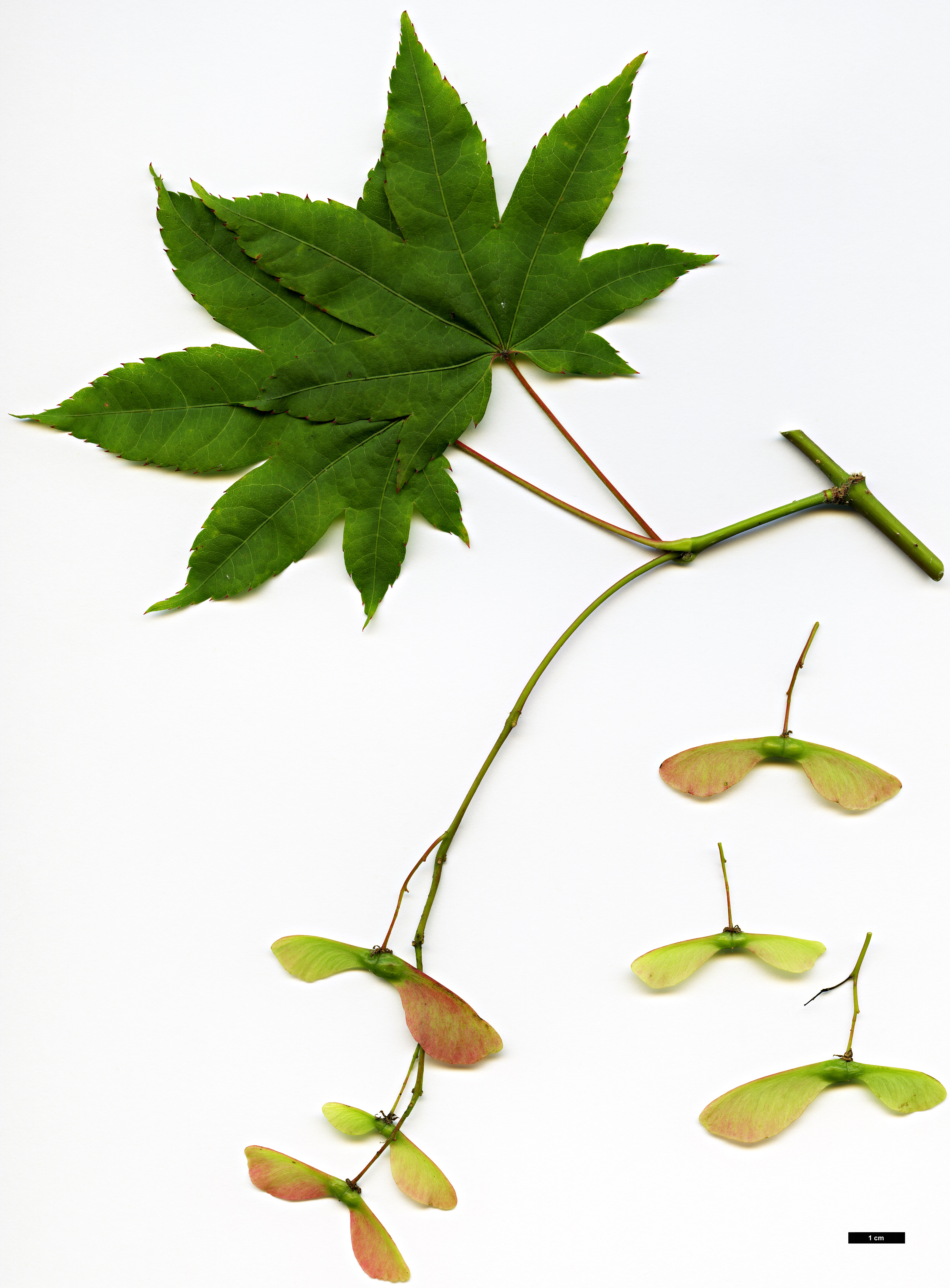 High resolution image: Family: Sapindaceae - Genus: Acer - Taxon: flabellatum