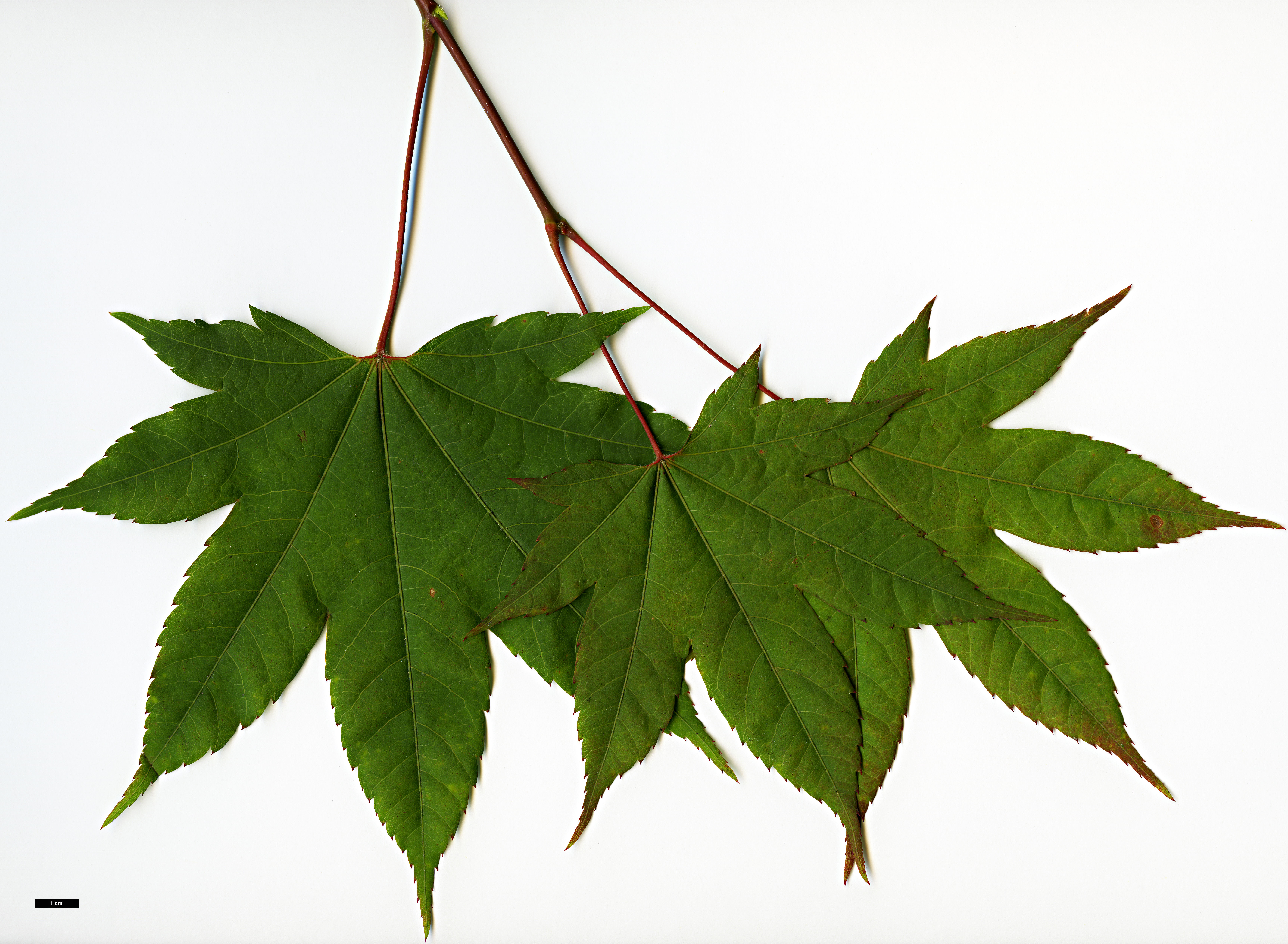 High resolution image: Family: Sapindaceae - Genus: Acer - Taxon: flabellatum