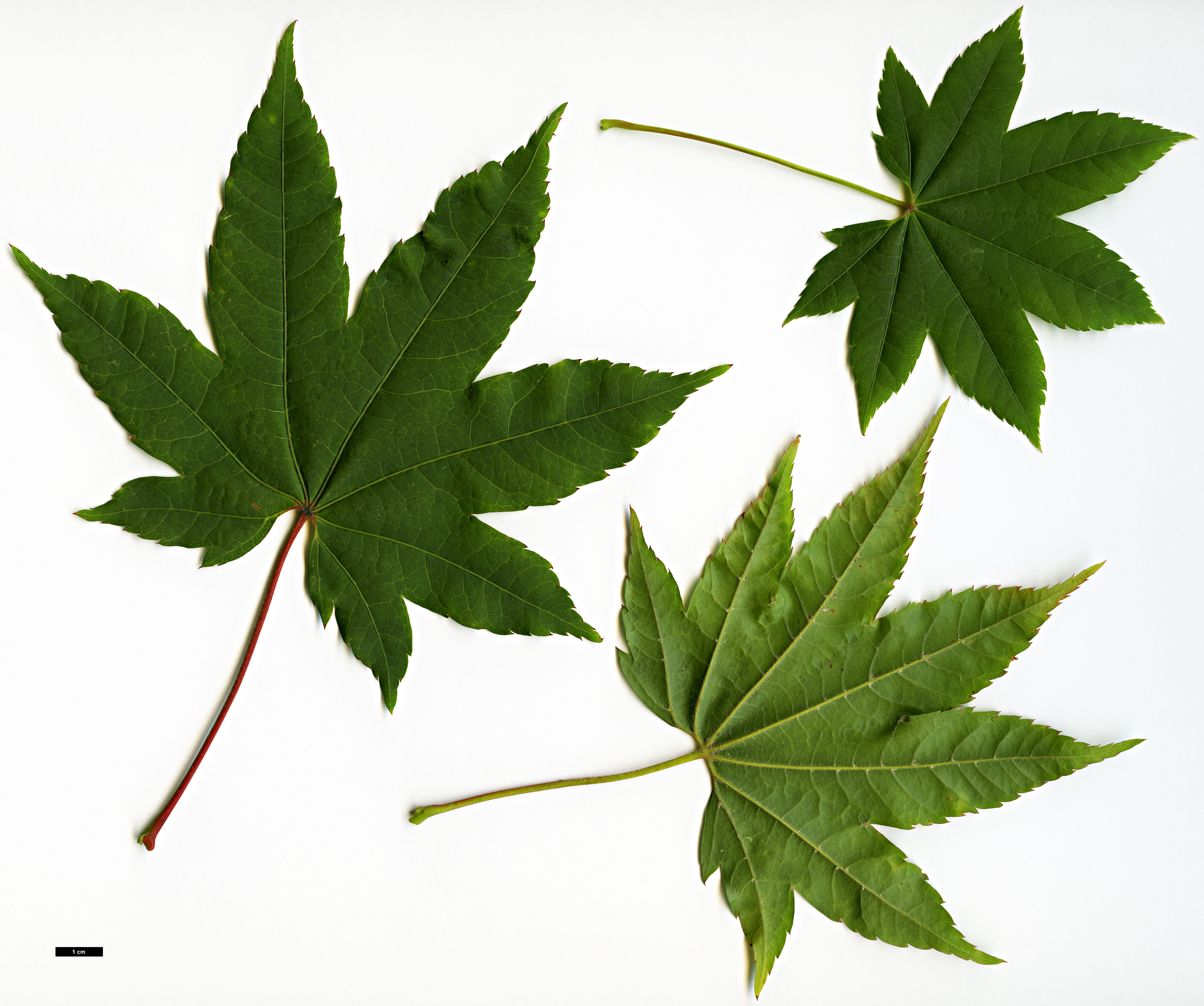 High resolution image: Family: Sapindaceae - Genus: Acer - Taxon: flabellatum