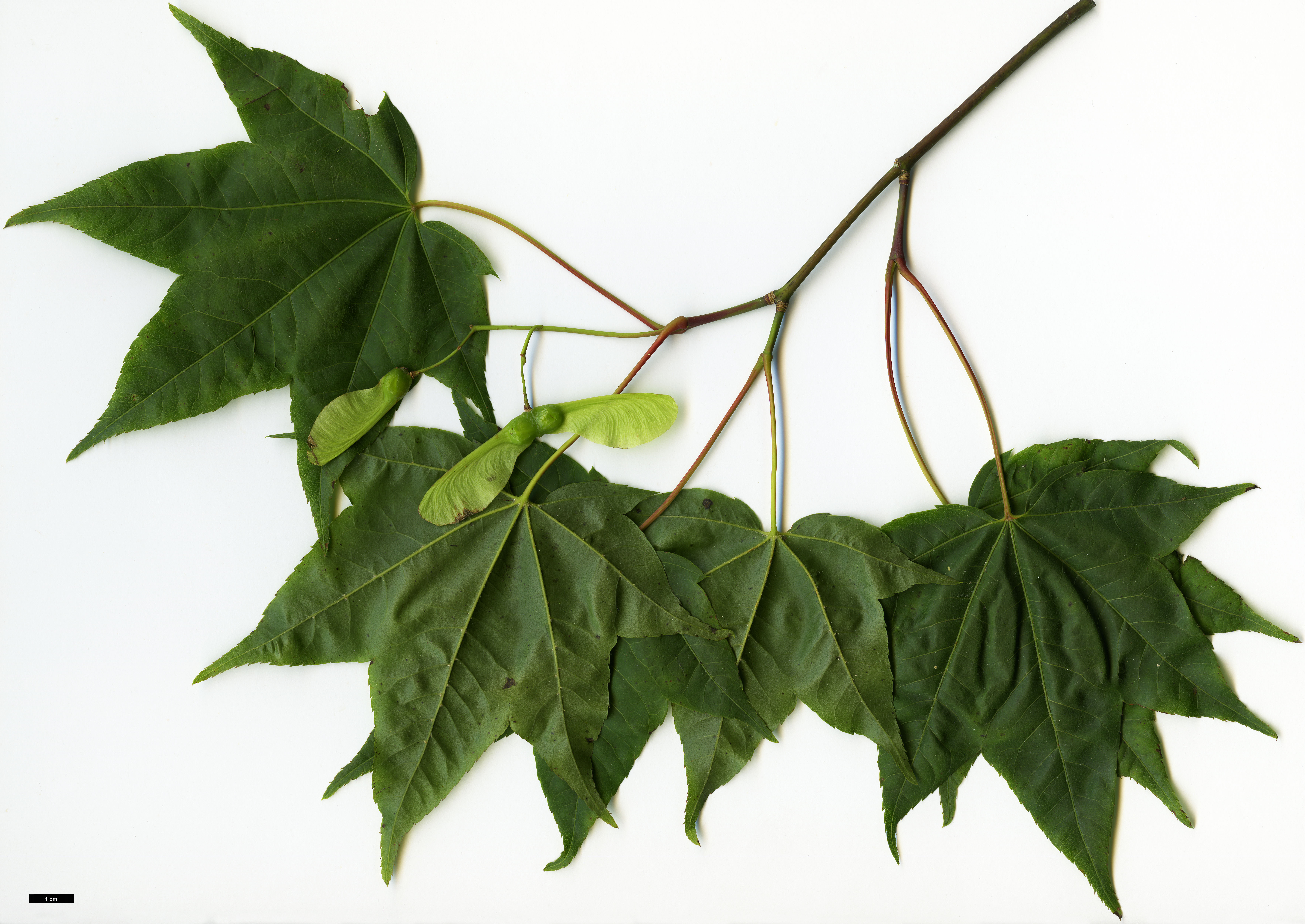 High resolution image: Family: Sapindaceae - Genus: Acer - Taxon: flabellatum