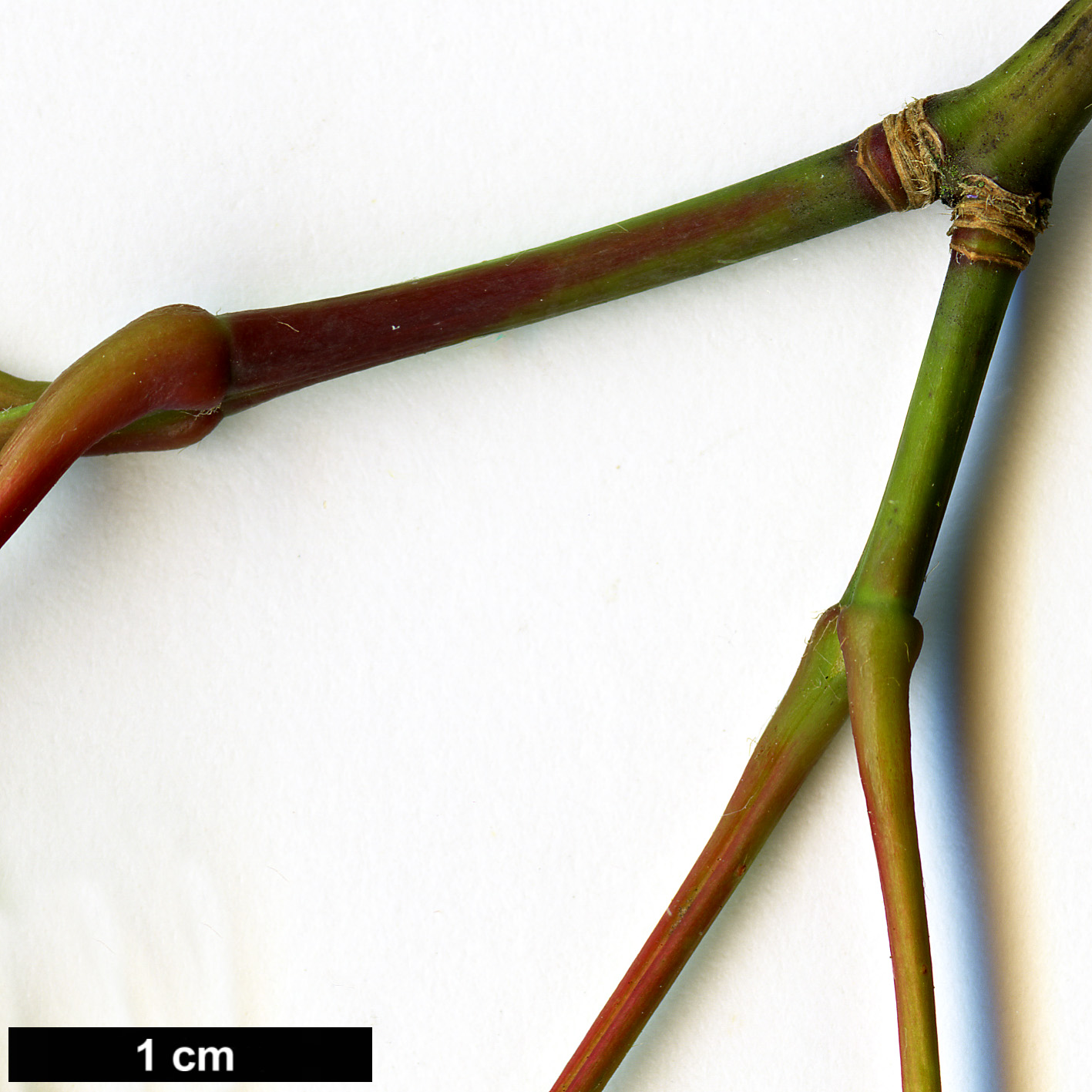 High resolution image: Family: Sapindaceae - Genus: Acer - Taxon: flabellatum