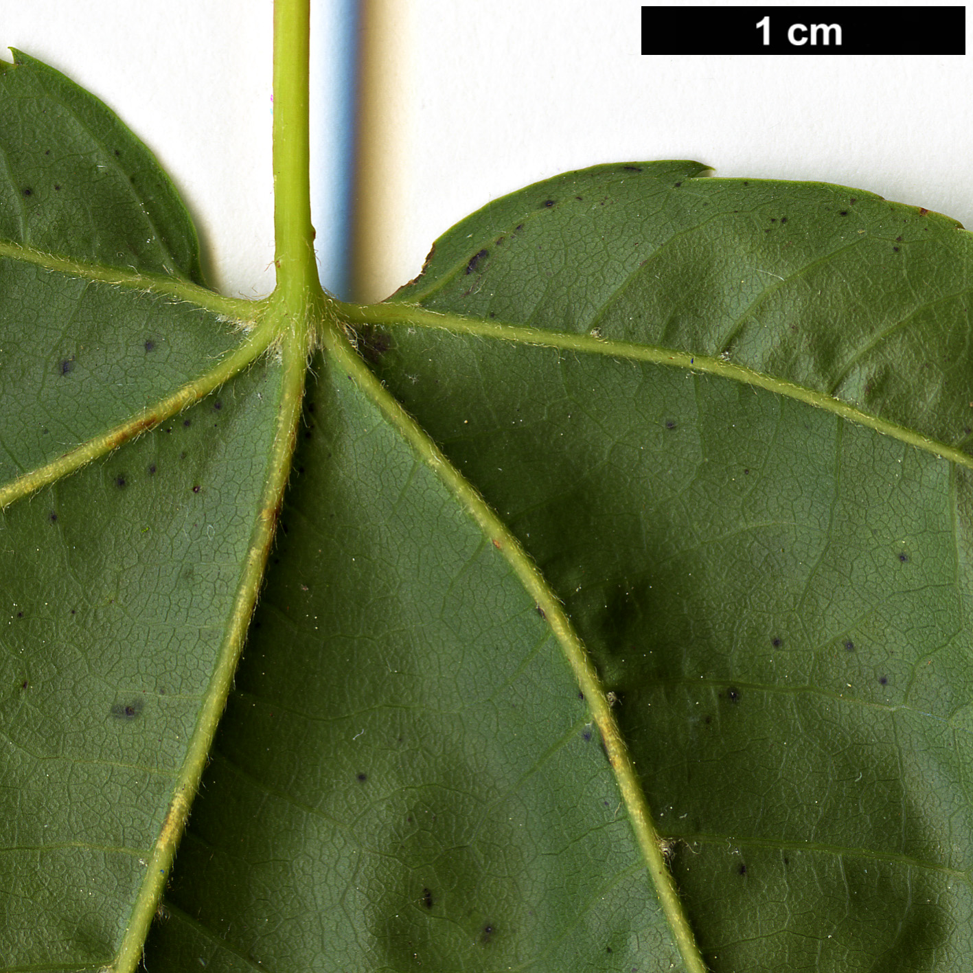 High resolution image: Family: Sapindaceae - Genus: Acer - Taxon: flabellatum