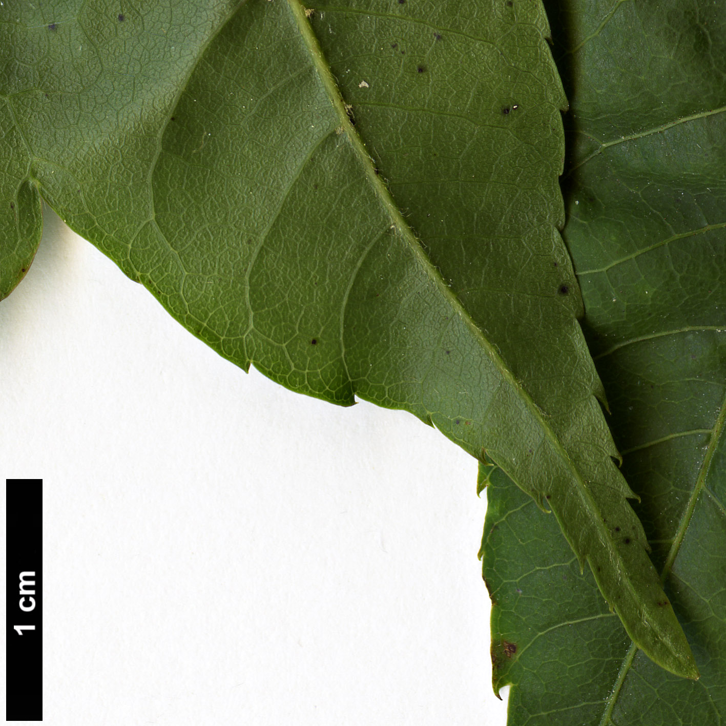 High resolution image: Family: Sapindaceae - Genus: Acer - Taxon: flabellatum