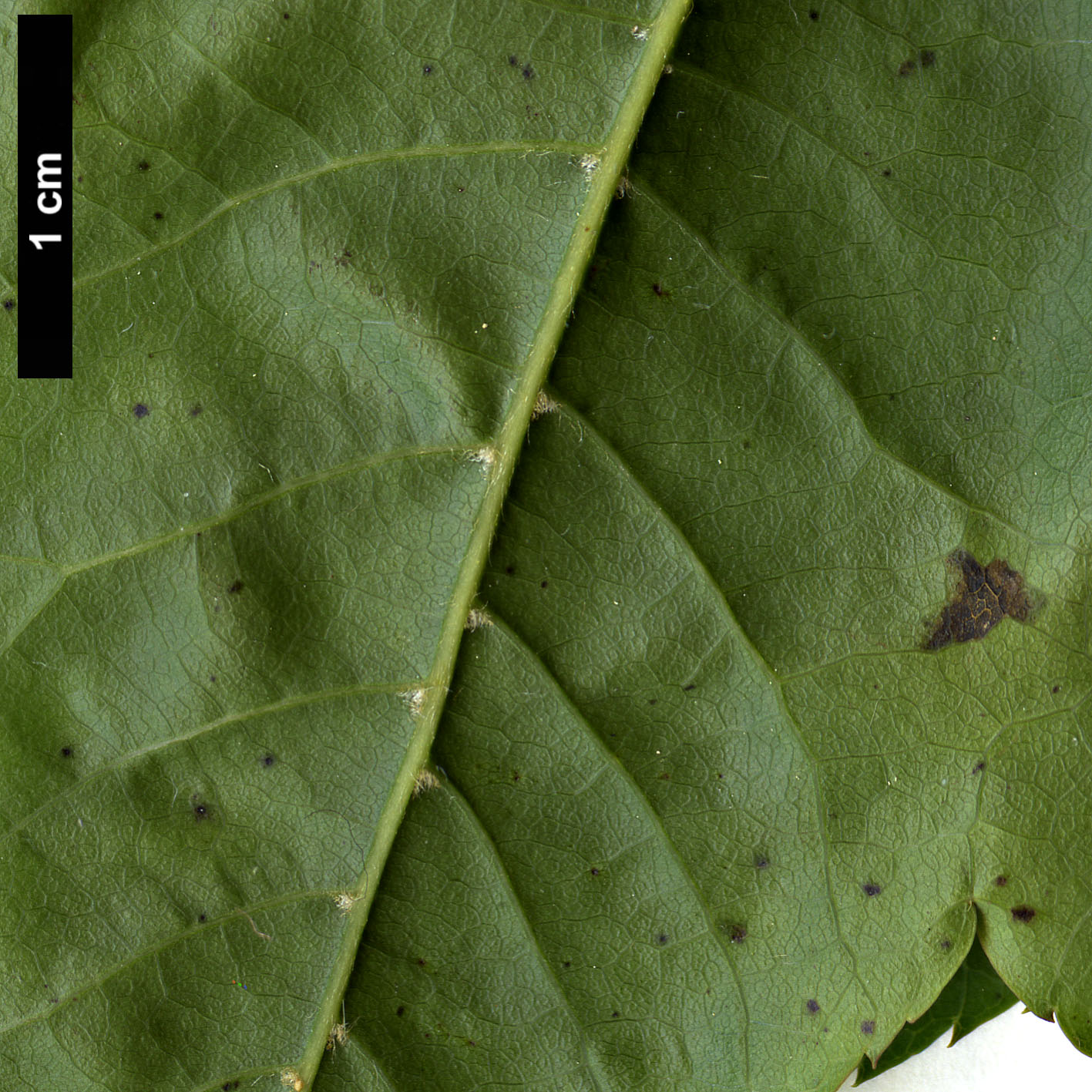 High resolution image: Family: Sapindaceae - Genus: Acer - Taxon: flabellatum