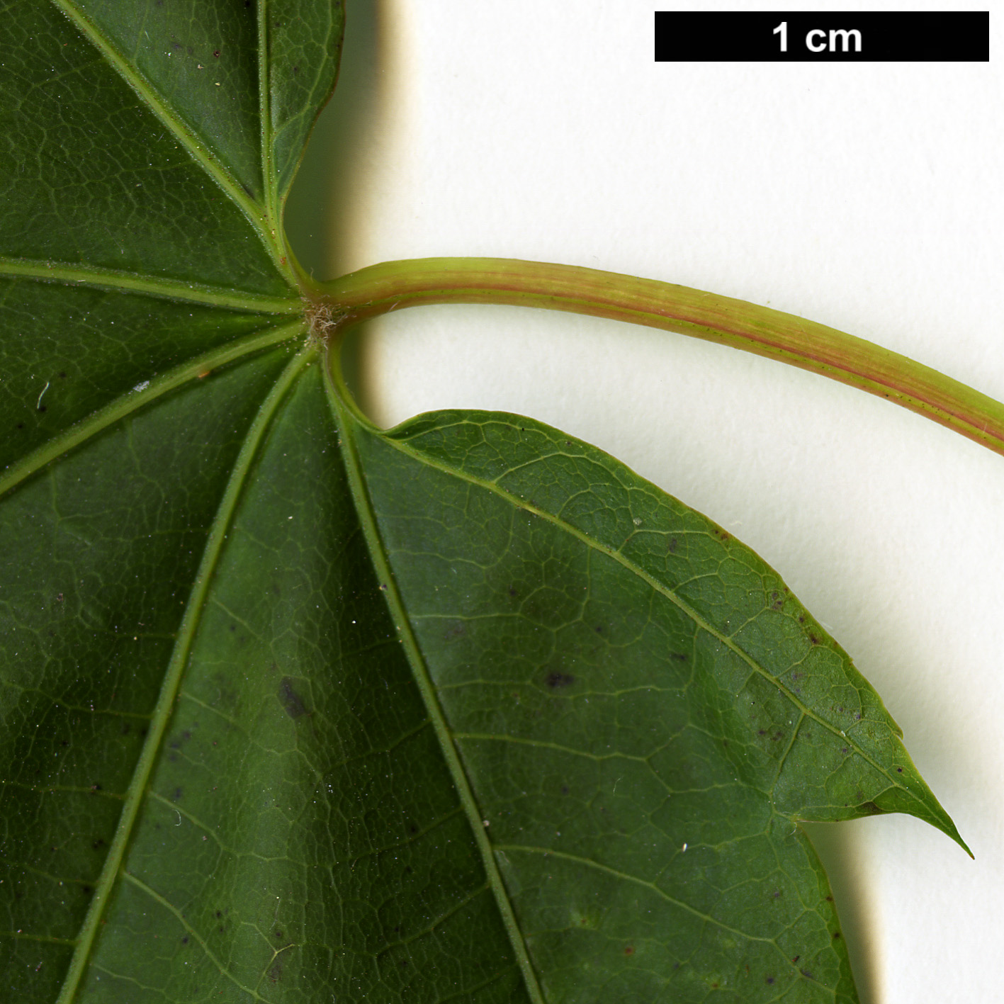 High resolution image: Family: Sapindaceae - Genus: Acer - Taxon: flabellatum