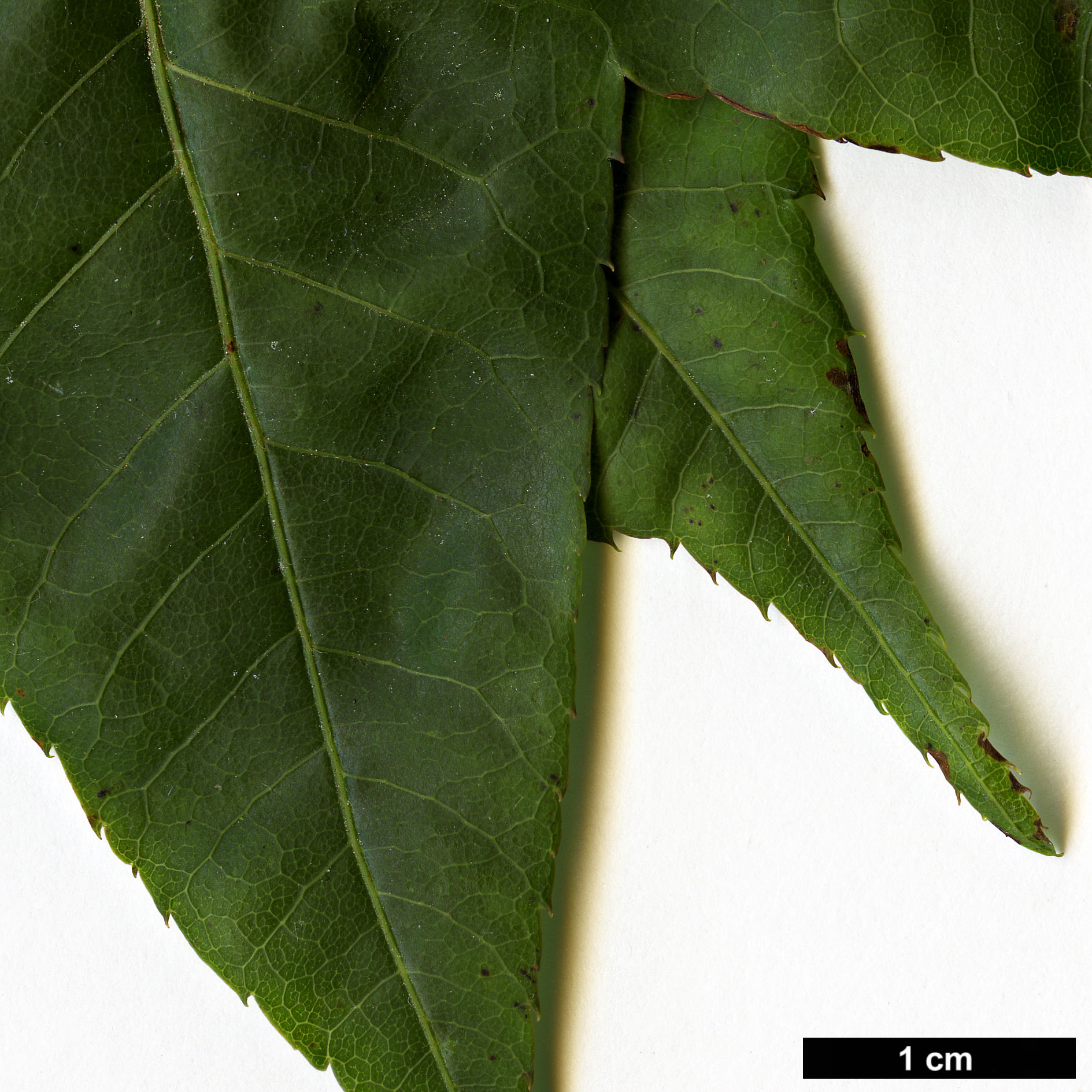 High resolution image: Family: Sapindaceae - Genus: Acer - Taxon: flabellatum