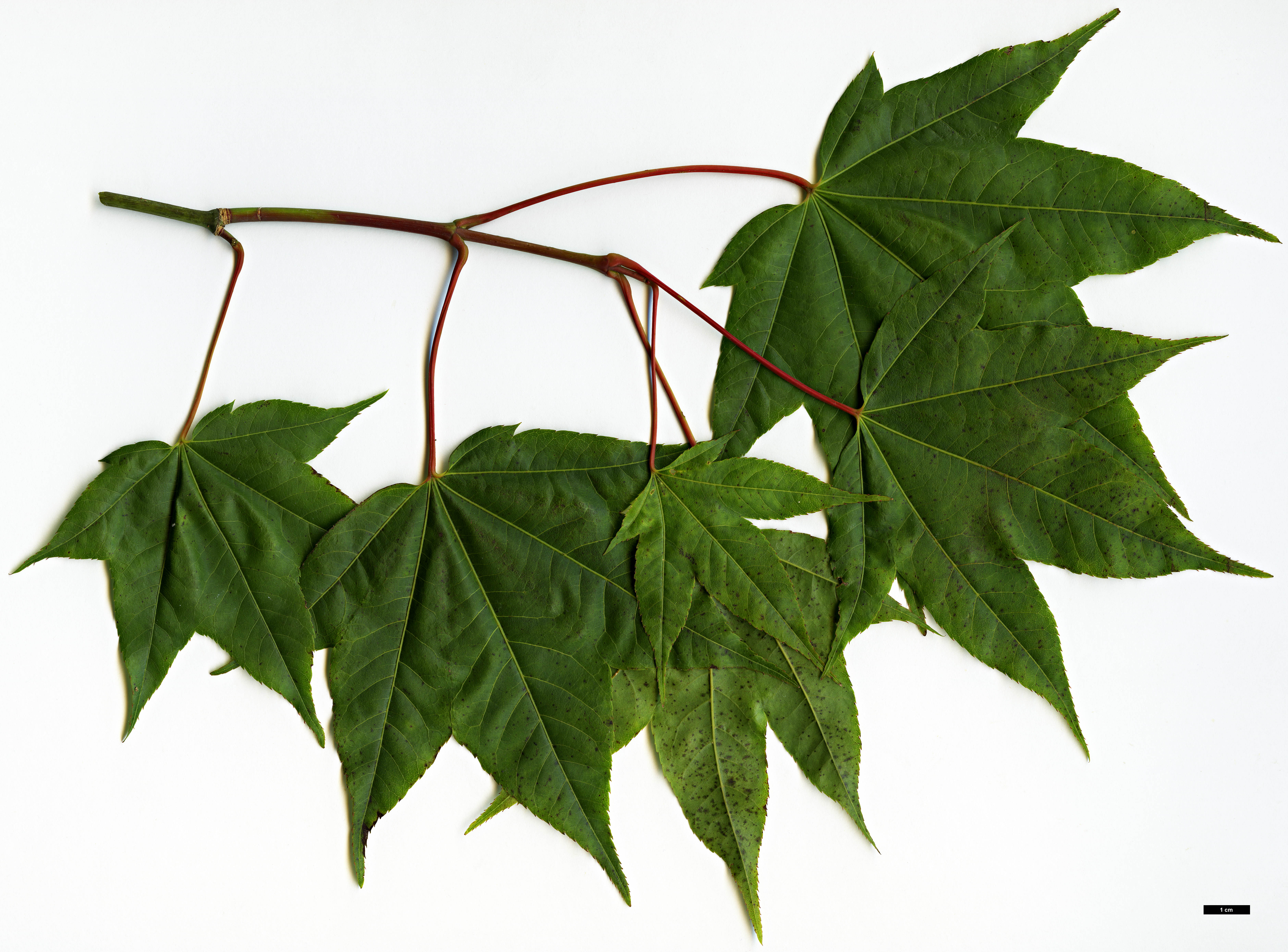 High resolution image: Family: Sapindaceae - Genus: Acer - Taxon: flabellatum