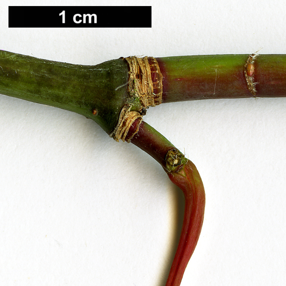 High resolution image: Family: Sapindaceae - Genus: Acer - Taxon: flabellatum