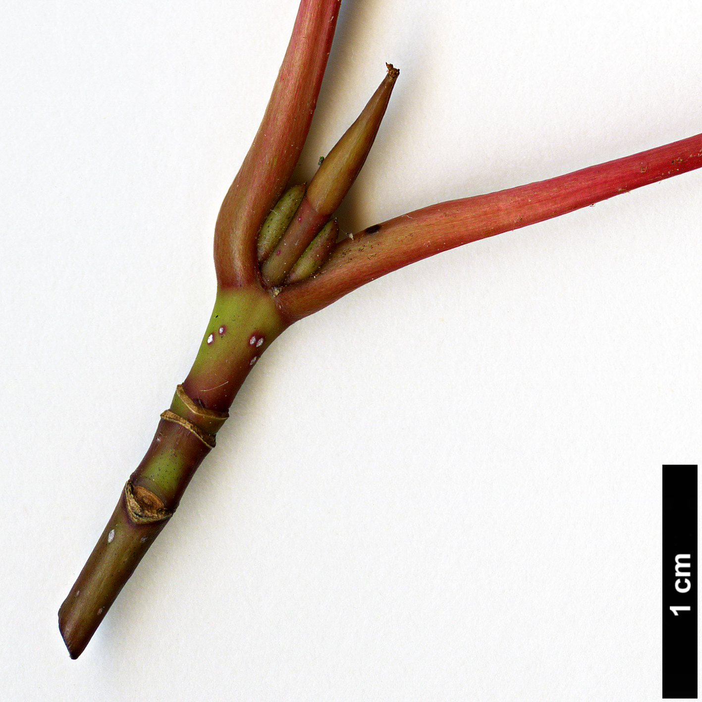 High resolution image: Family: Sapindaceae - Genus: Acer - Taxon: forrestii High resolution image: Family: Sapindaceae - Genus: Acer - Taxon: forrestii