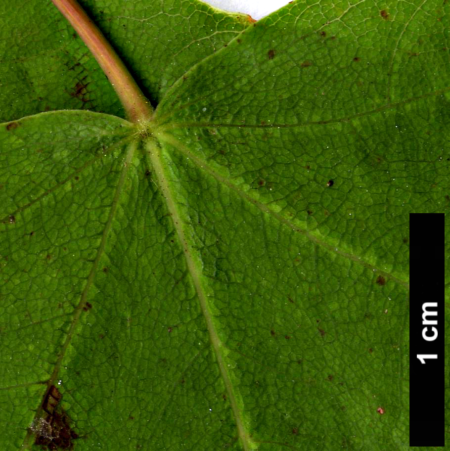 High resolution image: Family: Sapindaceae - Genus: Acer - Taxon: fulvescens