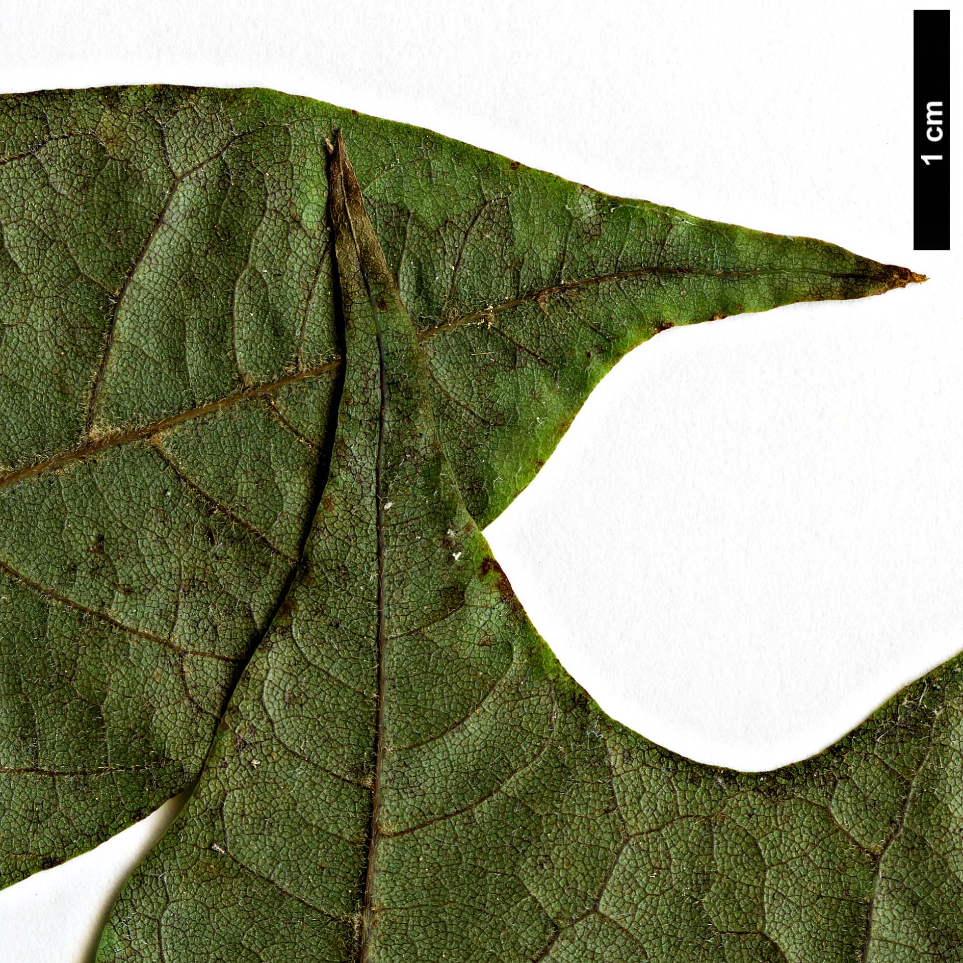 High resolution image: Family: Sapindaceae - Genus: Acer - Taxon: fulvescens