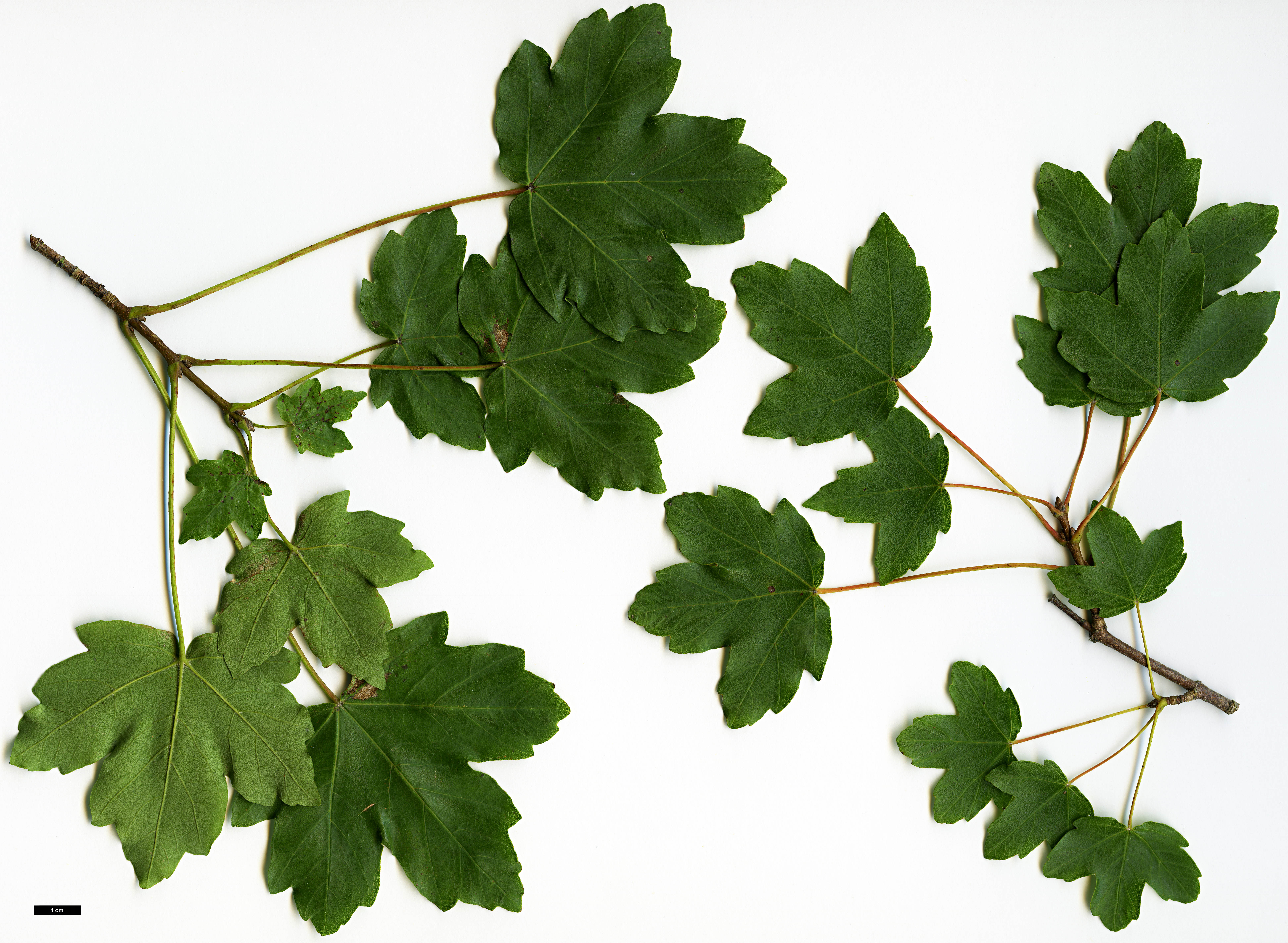 High resolution image: Family: Sapindaceae - Genus: Acer - Taxon: granatense High resolution image: Family: Sapindaceae - Genus: Acer - Taxon: granatense