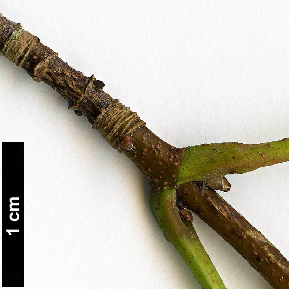 High resolution image: Family: Sapindaceae - Genus: Acer - Taxon: granatense High resolution image: Family: Sapindaceae - Genus: Acer - Taxon: granatense