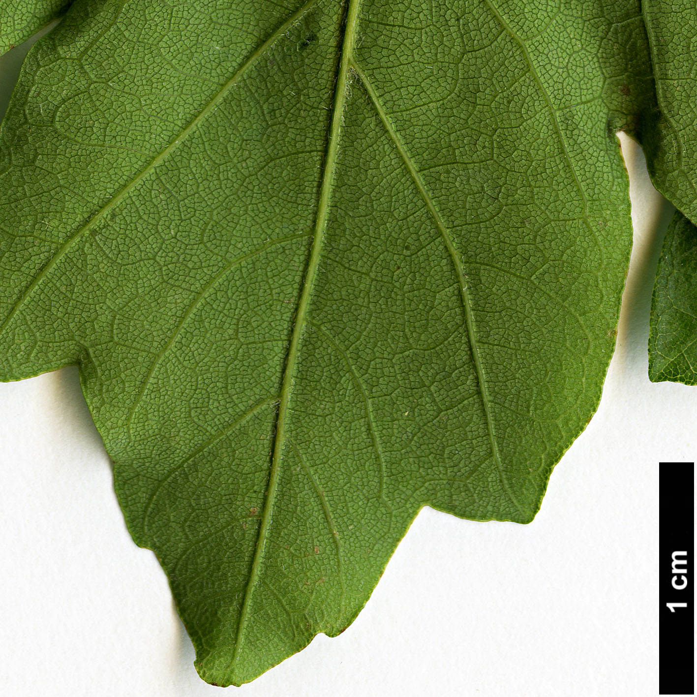 High resolution image: Family: Sapindaceae - Genus: Acer - Taxon: granatense High resolution image: Family: Sapindaceae - Genus: Acer - Taxon: granatense