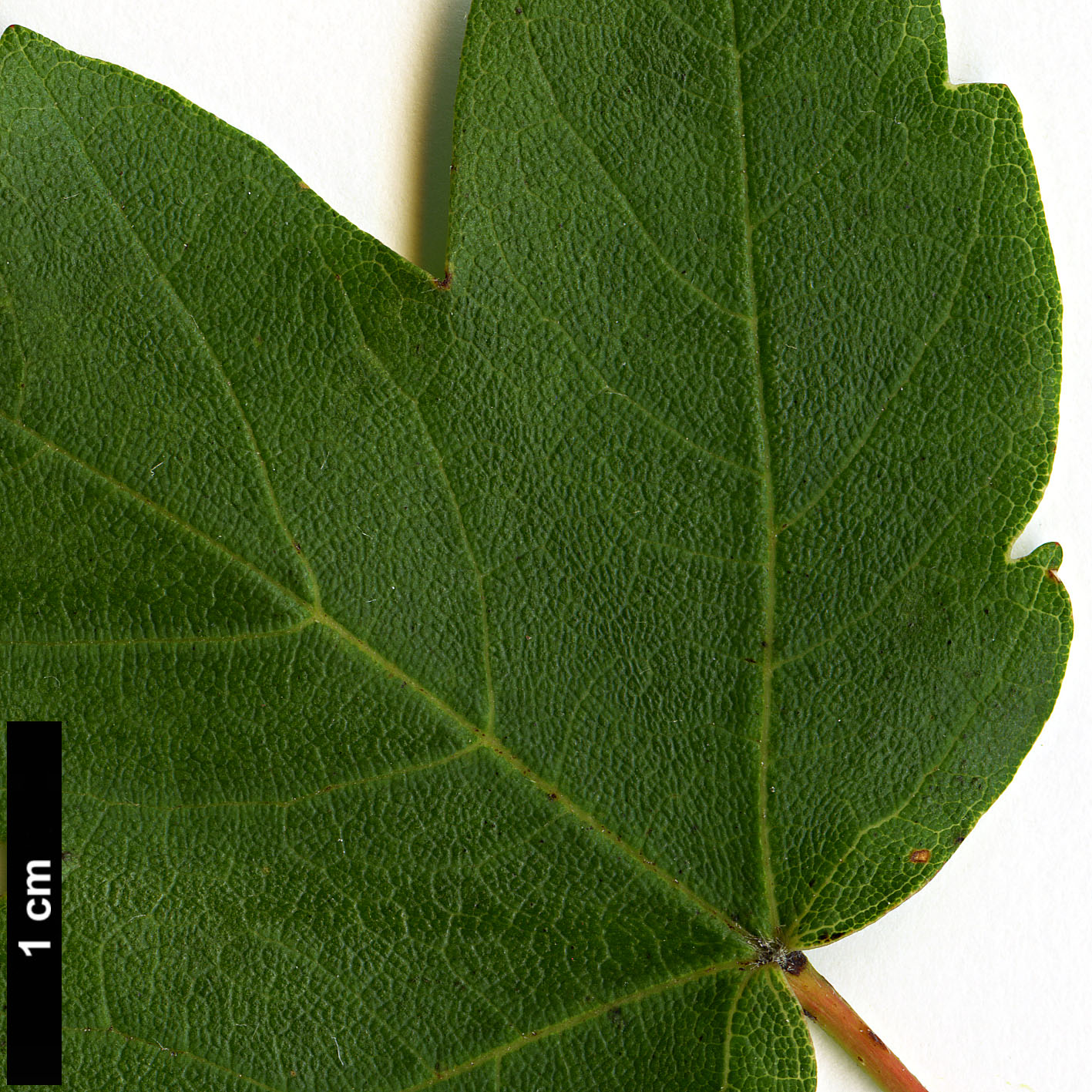 High resolution image: Family: Sapindaceae - Genus: Acer - Taxon: granatense High resolution image: Family: Sapindaceae - Genus: Acer - Taxon: granatense