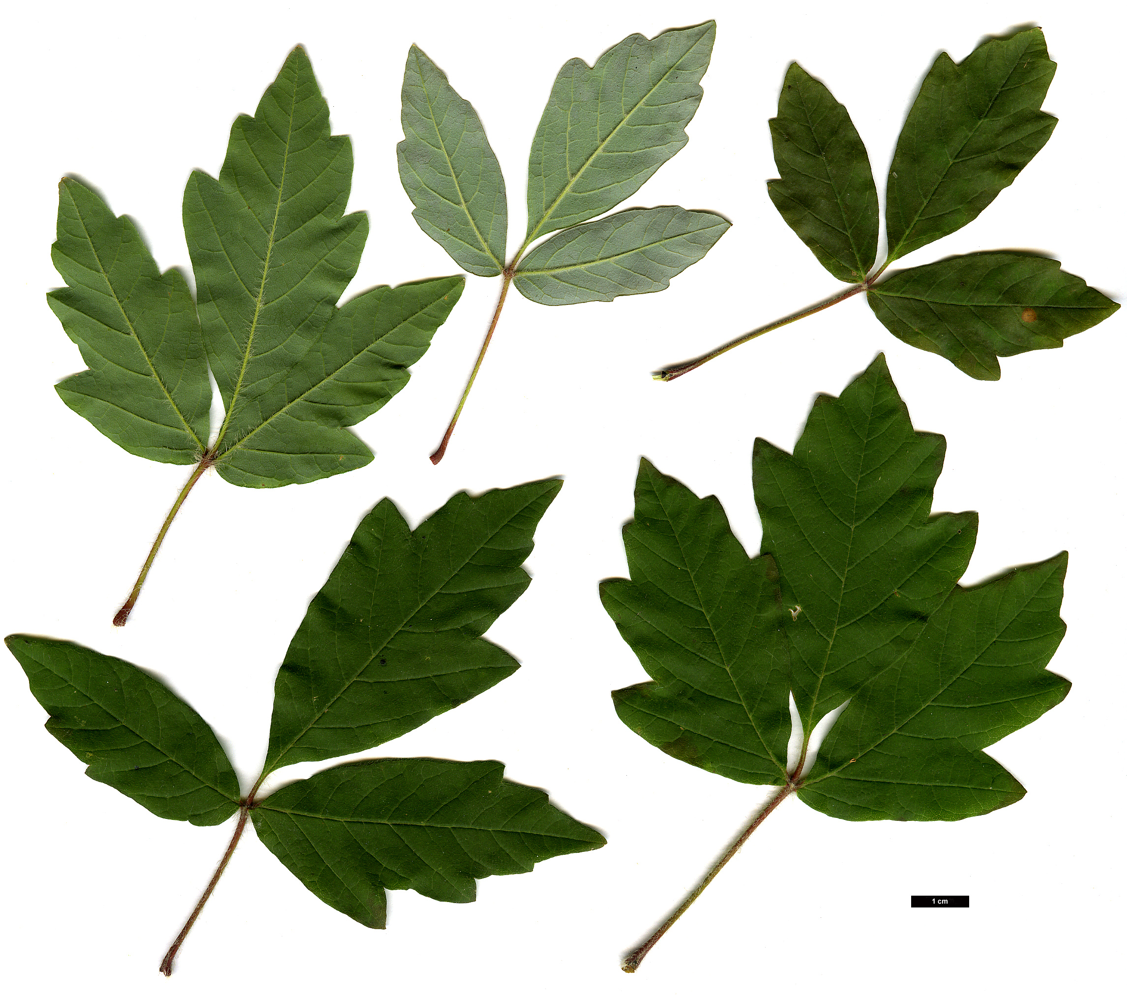 High resolution image: Family: Sapindaceae - Genus: Acer - Taxon: griseum