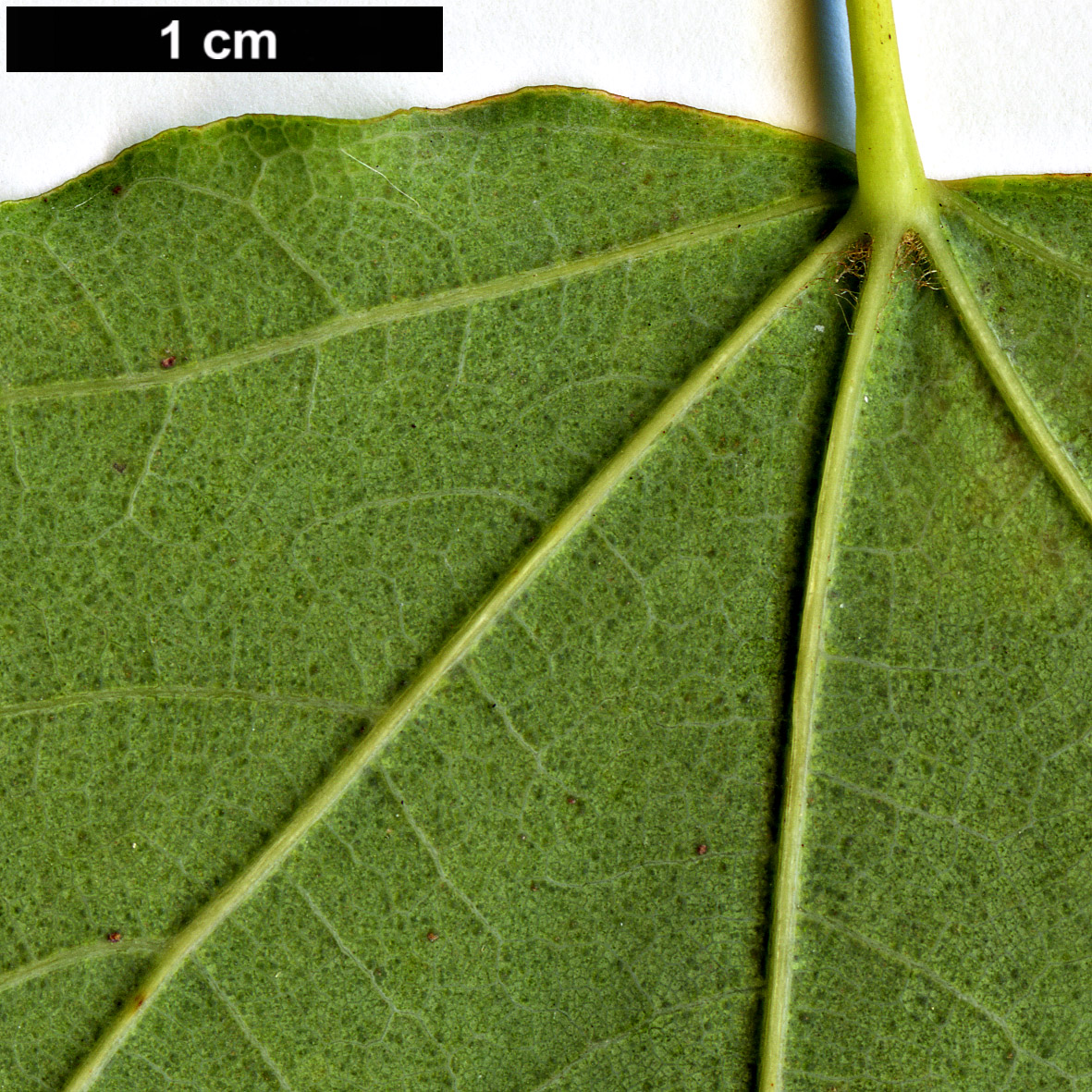 High resolution image: Family: Sapindaceae - Genus: Acer - Taxon: hyrcanum