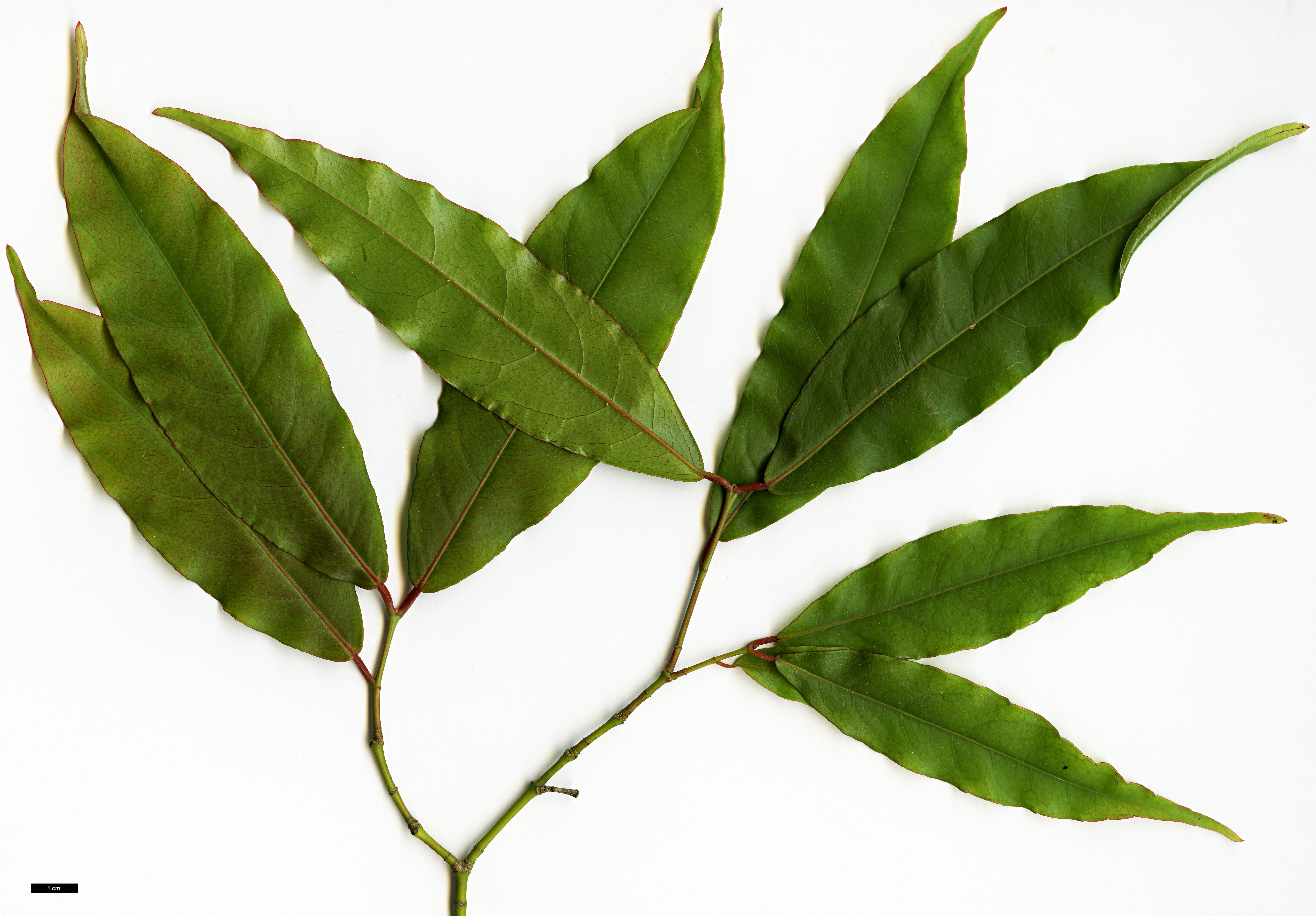 High resolution image: Family: Sapindaceae - Genus: Acer - Taxon: laevigatum