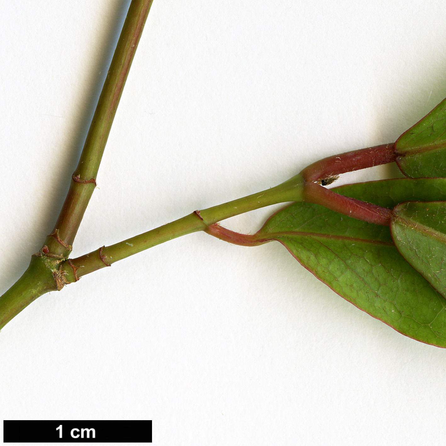 High resolution image: Family: Sapindaceae - Genus: Acer - Taxon: laevigatum