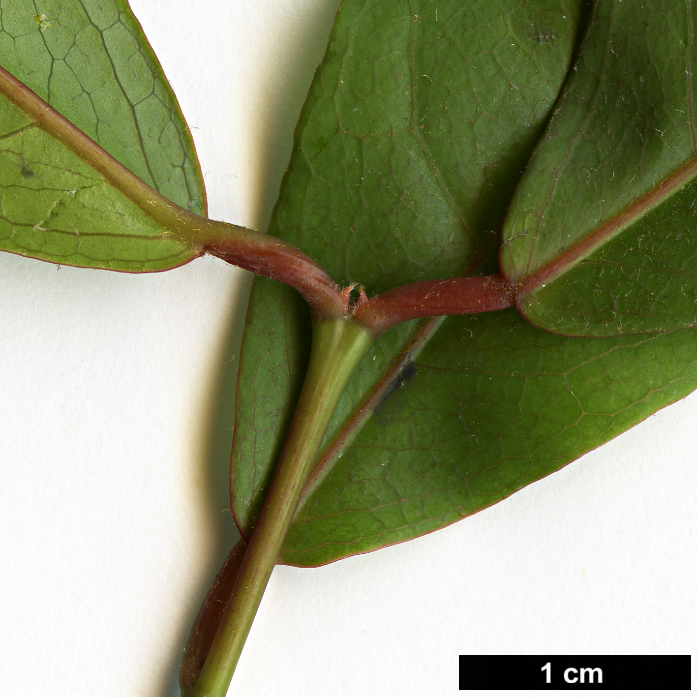 High resolution image: Family: Sapindaceae - Genus: Acer - Taxon: laevigatum