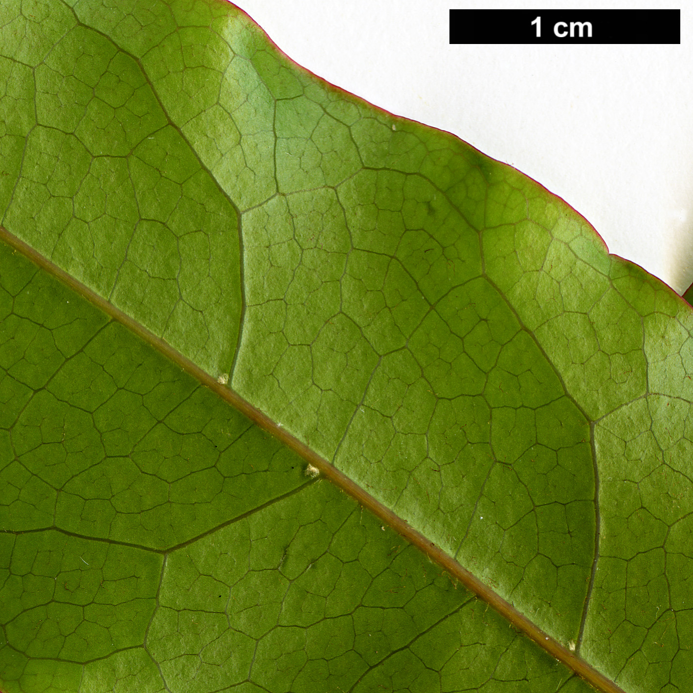 High resolution image: Family: Sapindaceae - Genus: Acer - Taxon: laevigatum