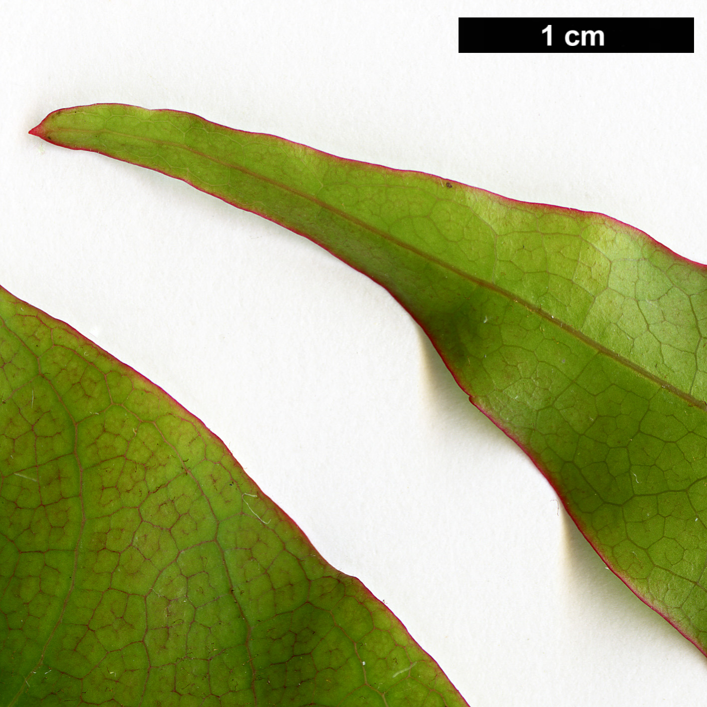 High resolution image: Family: Sapindaceae - Genus: Acer - Taxon: laevigatum