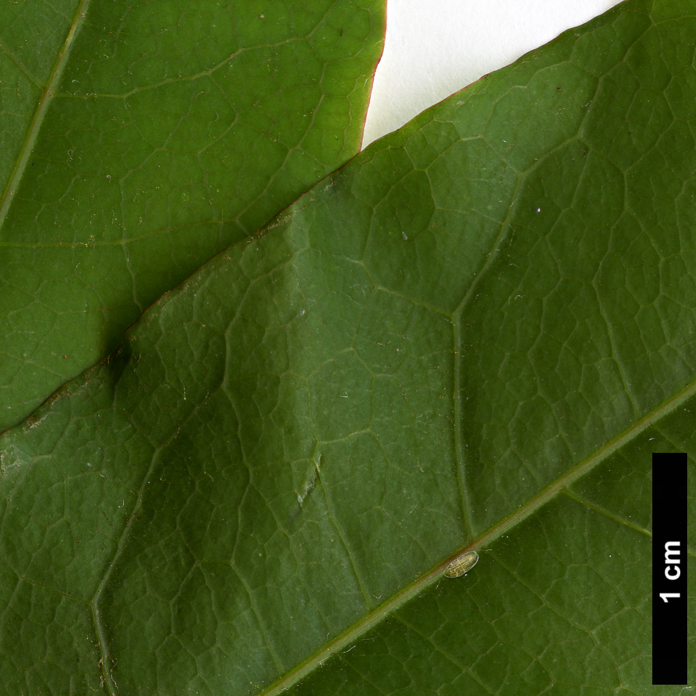 High resolution image: Family: Sapindaceae - Genus: Acer - Taxon: laevigatum