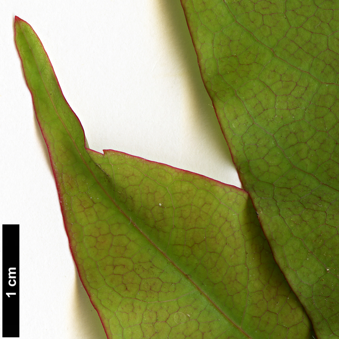High resolution image: Family: Sapindaceae - Genus: Acer - Taxon: laevigatum