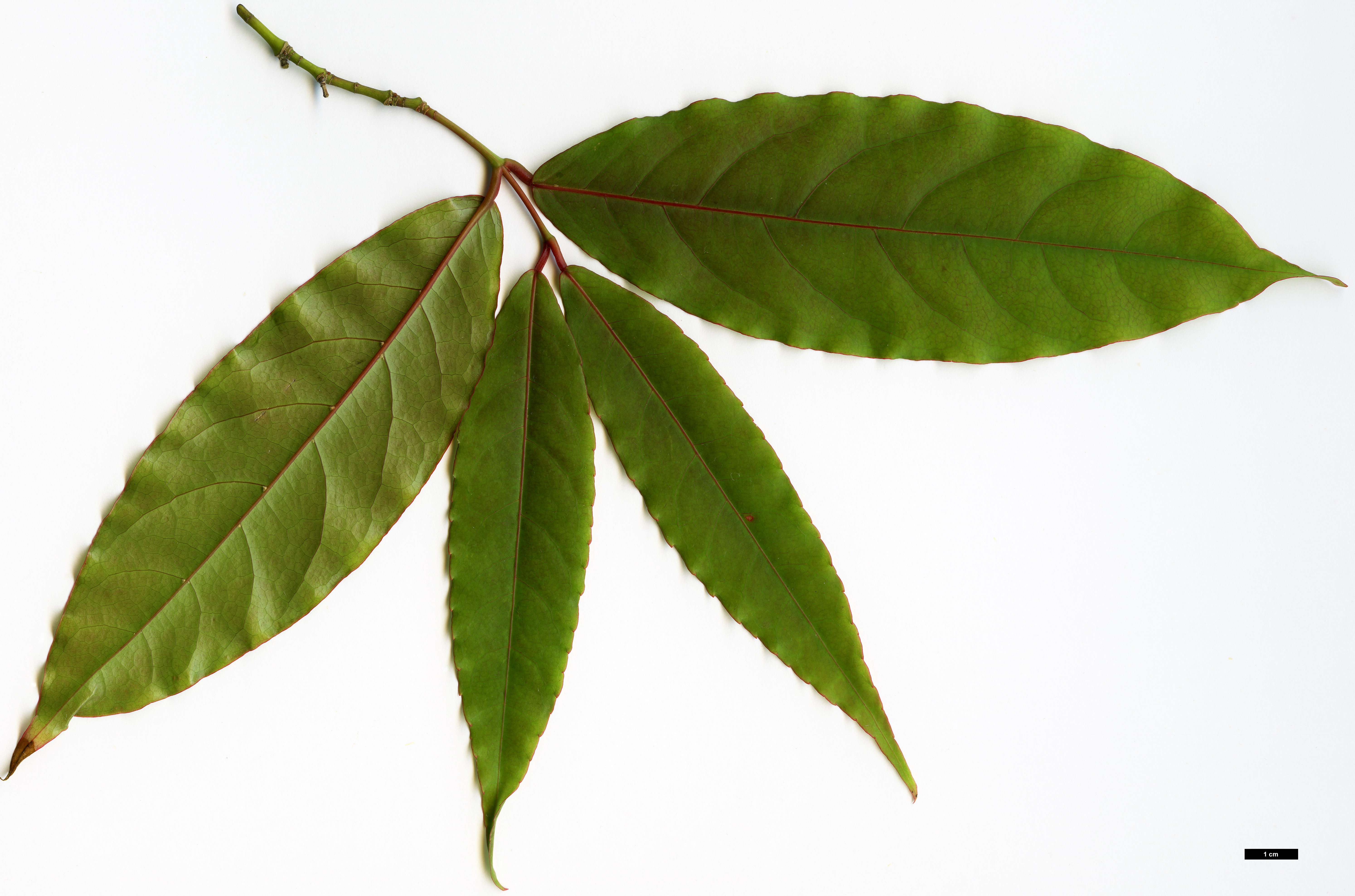 High resolution image: Family: Sapindaceae - Genus: Acer - Taxon: laevigatum