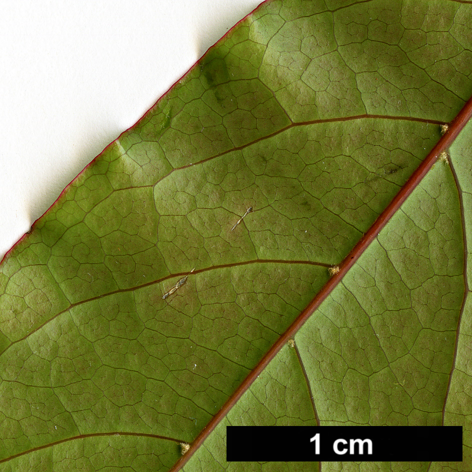 High resolution image: Family: Sapindaceae - Genus: Acer - Taxon: laevigatum