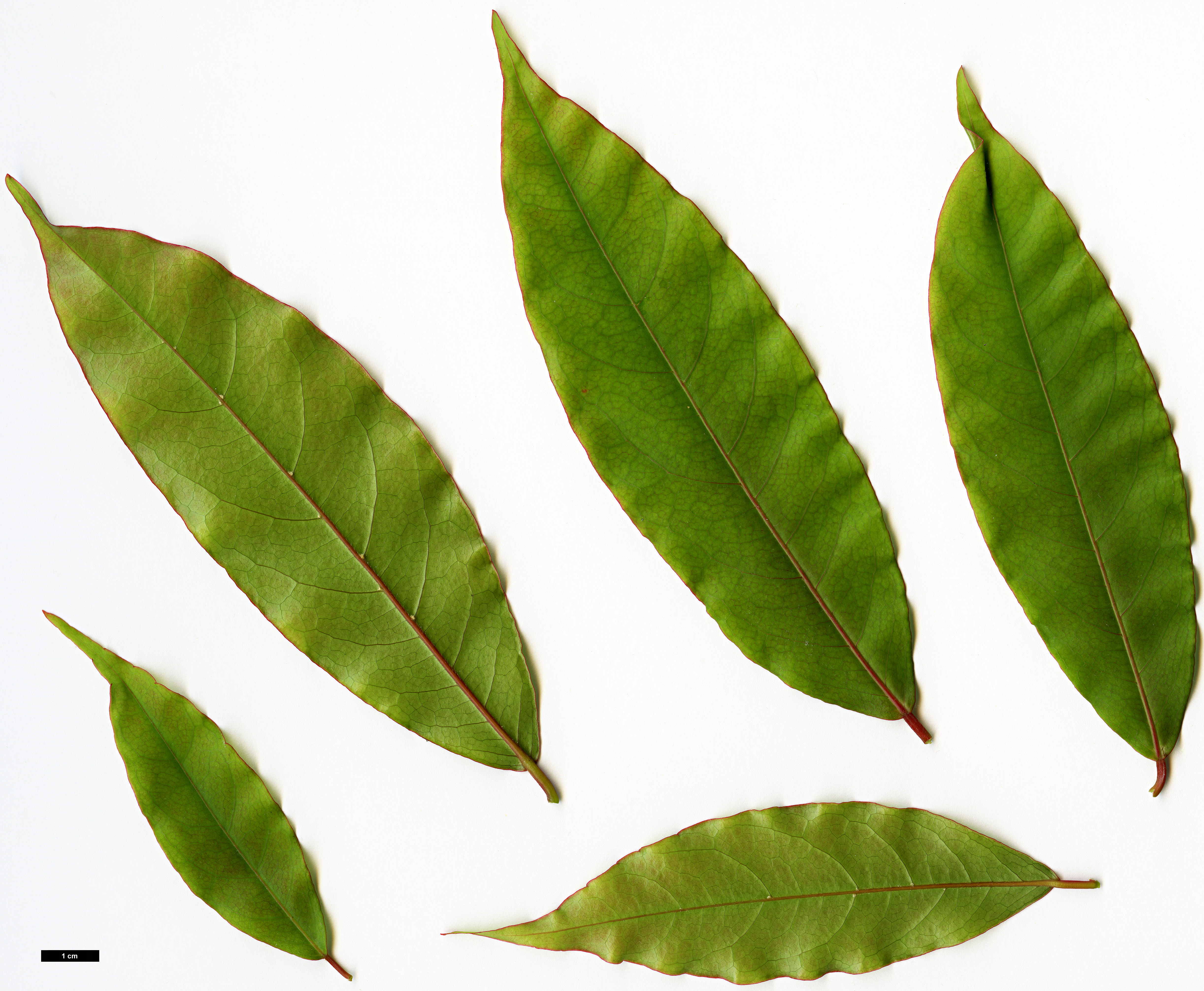 High resolution image: Family: Sapindaceae - Genus: Acer - Taxon: laevigatum