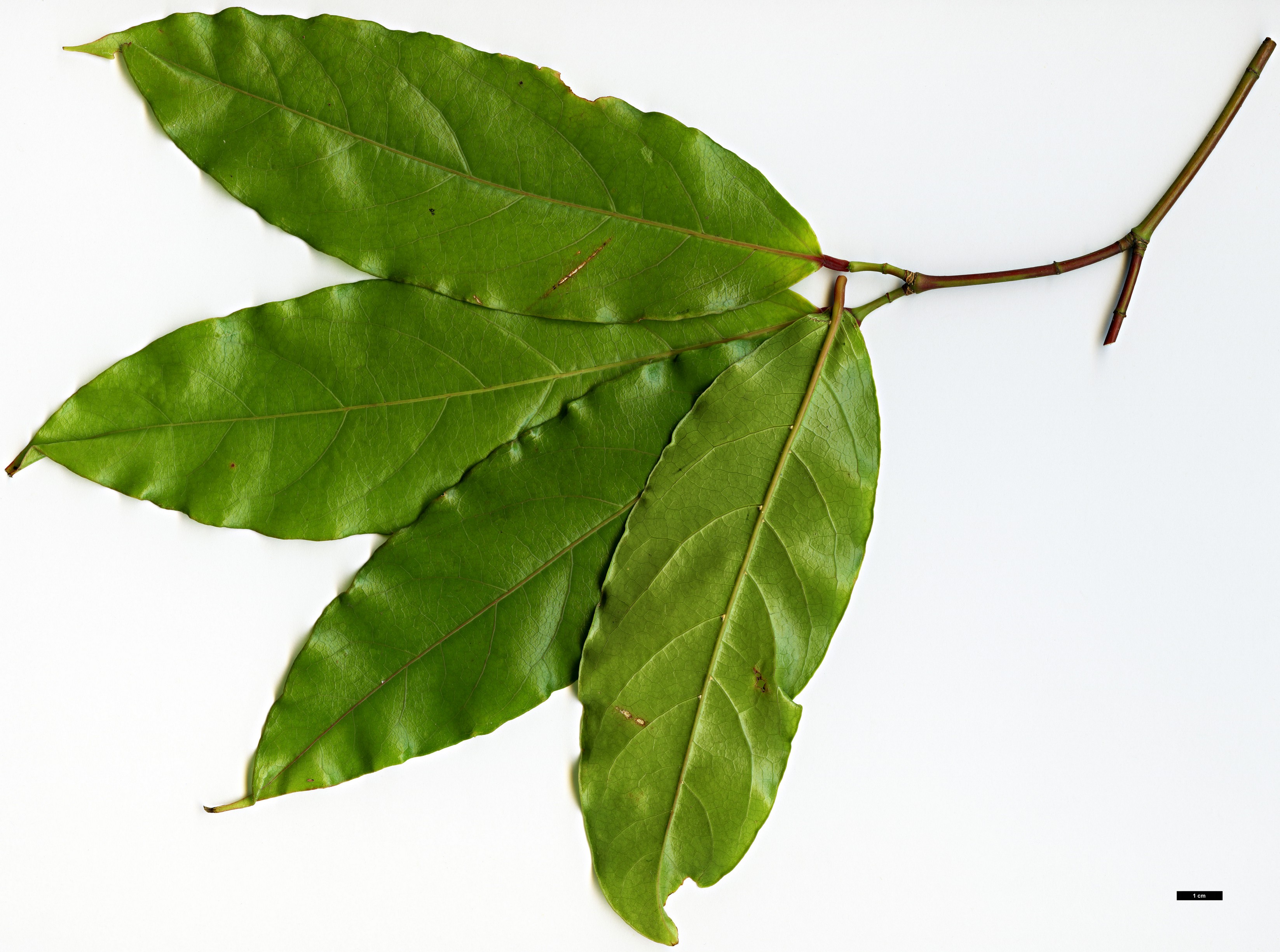 High resolution image: Family: Sapindaceae - Genus: Acer - Taxon: laevigatum