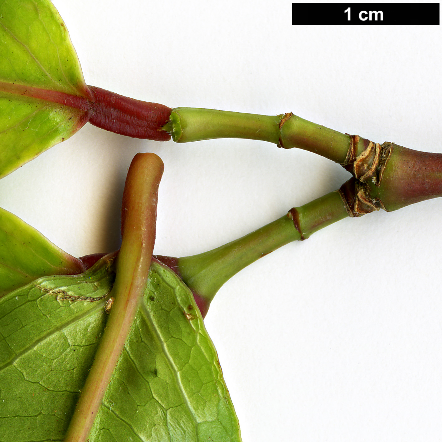 High resolution image: Family: Sapindaceae - Genus: Acer - Taxon: laevigatum