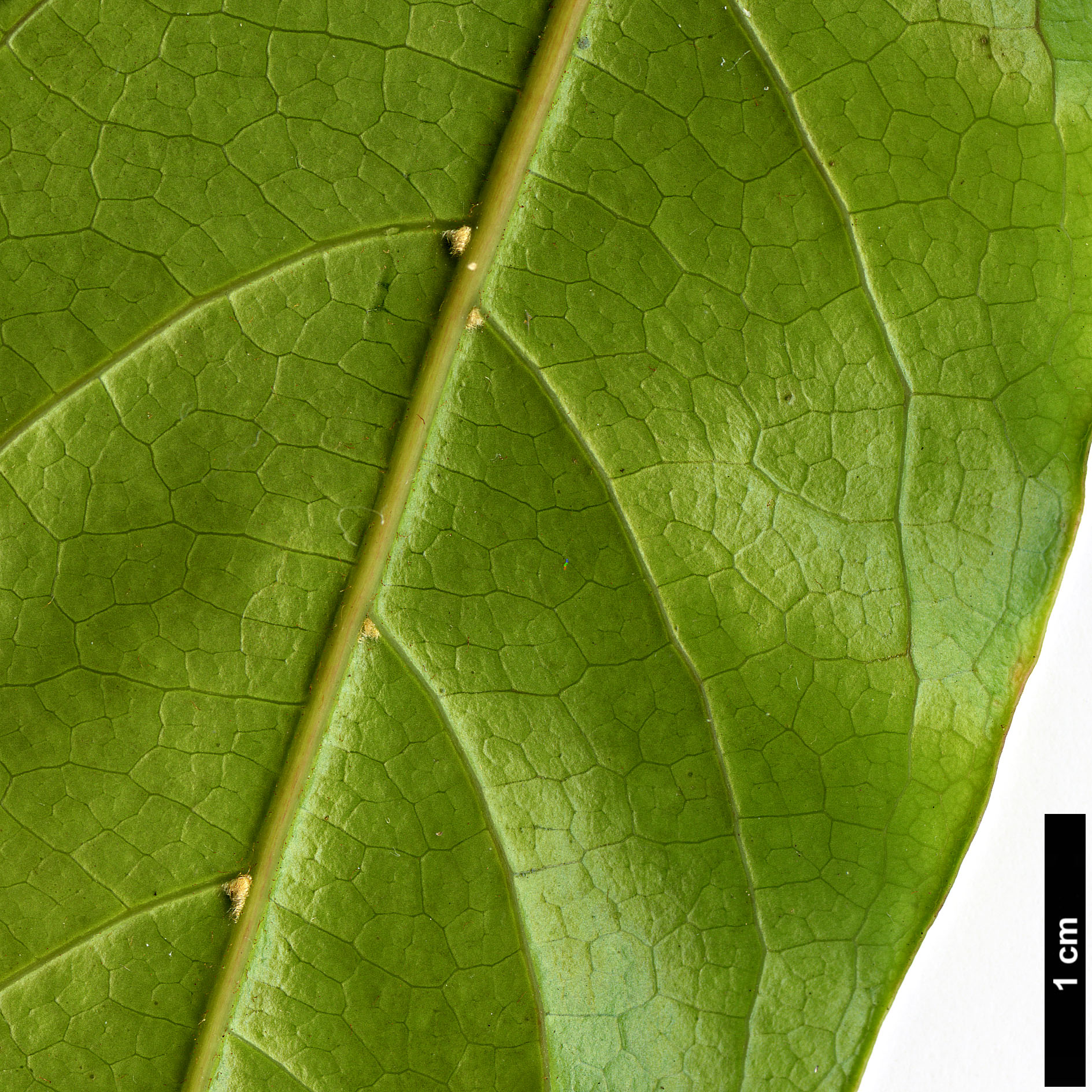 High resolution image: Family: Sapindaceae - Genus: Acer - Taxon: laevigatum