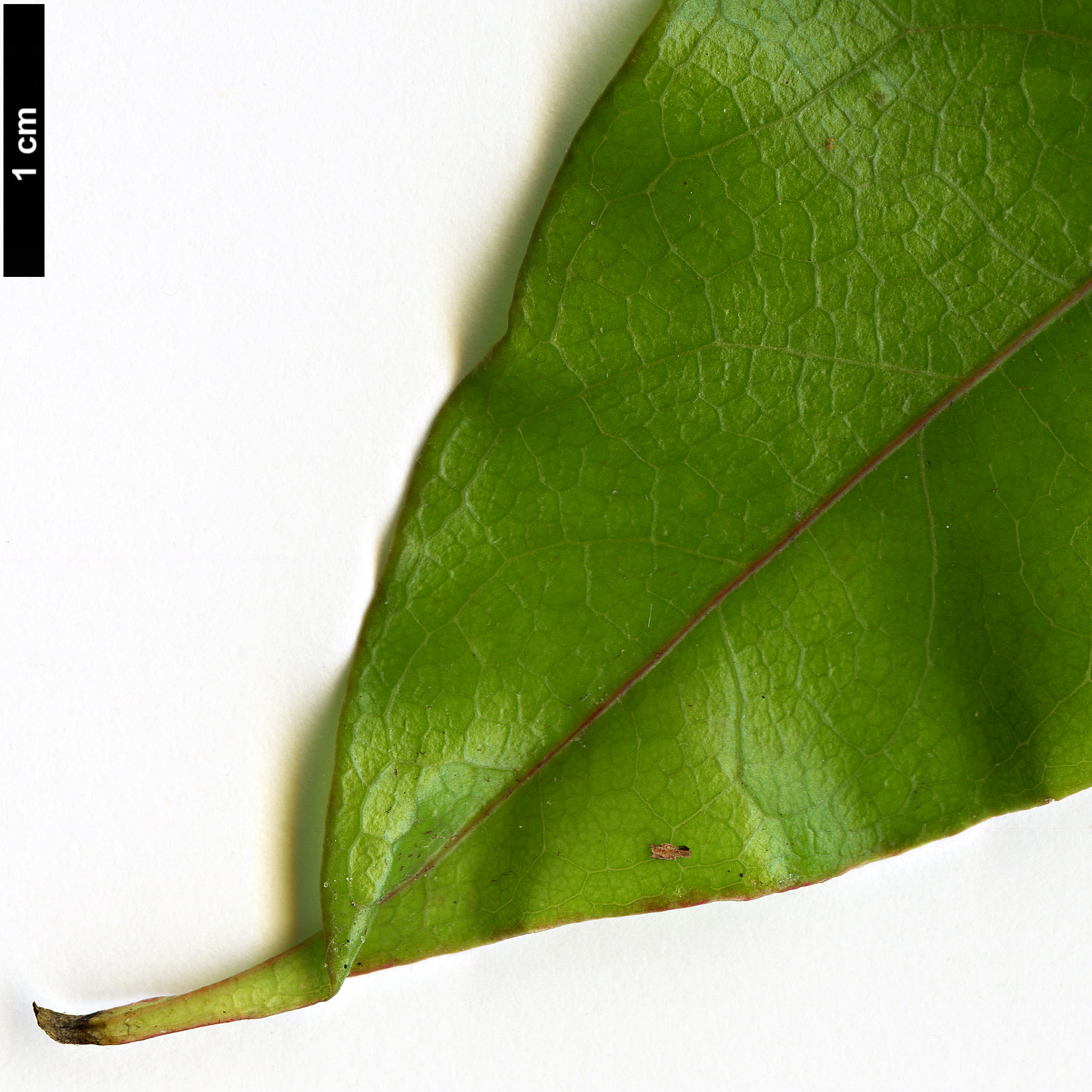 High resolution image: Family: Sapindaceae - Genus: Acer - Taxon: laevigatum