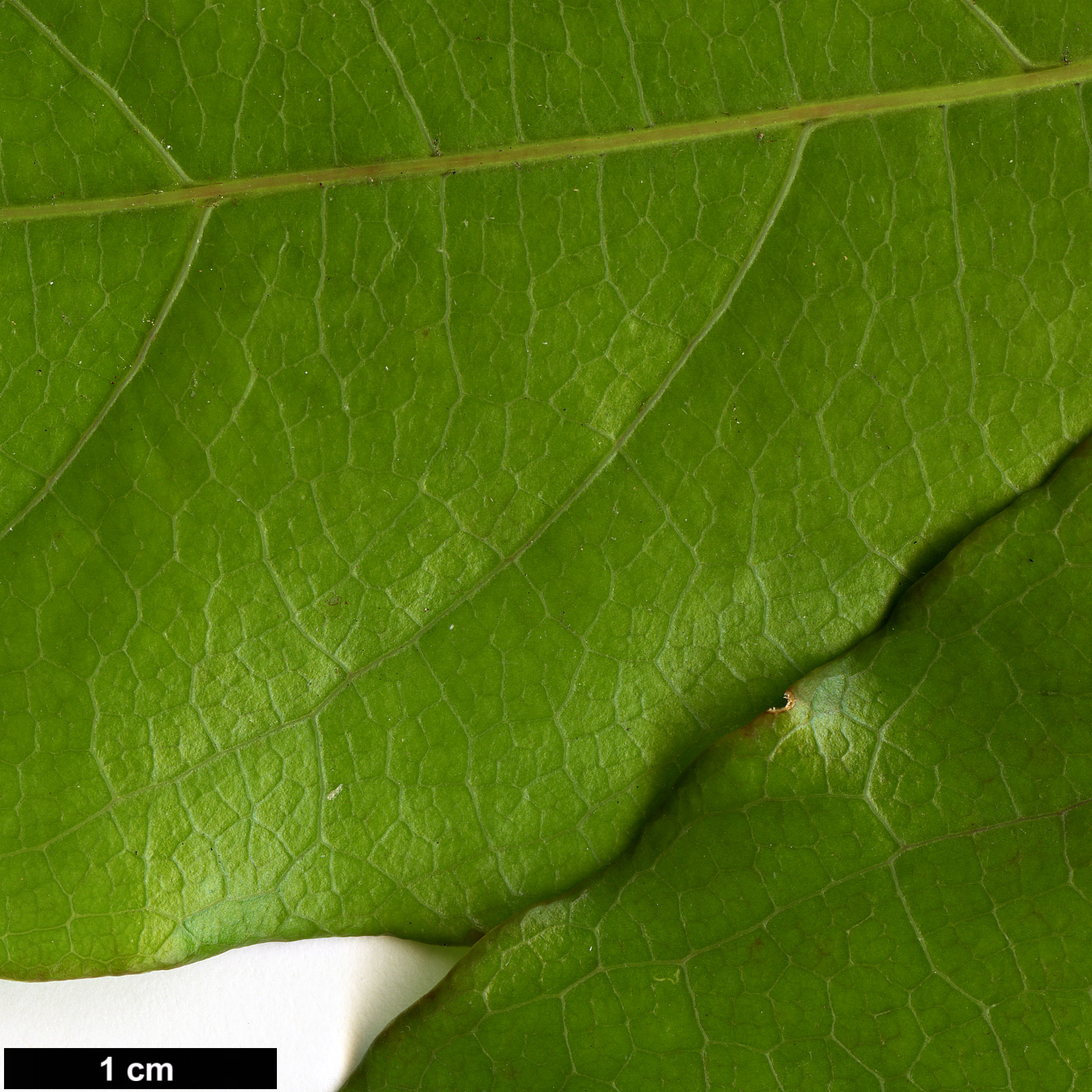 High resolution image: Family: Sapindaceae - Genus: Acer - Taxon: laevigatum