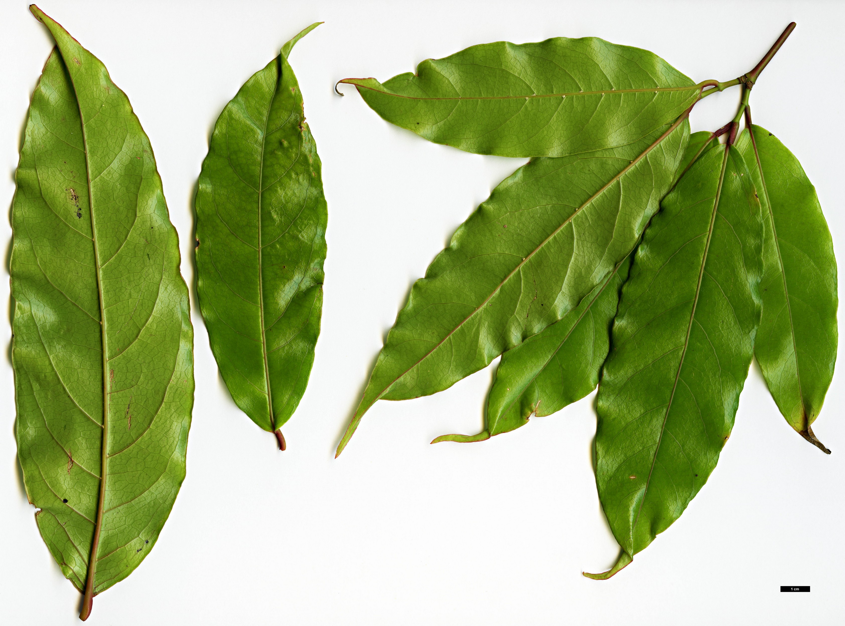 High resolution image: Family: Sapindaceae - Genus: Acer - Taxon: laevigatum