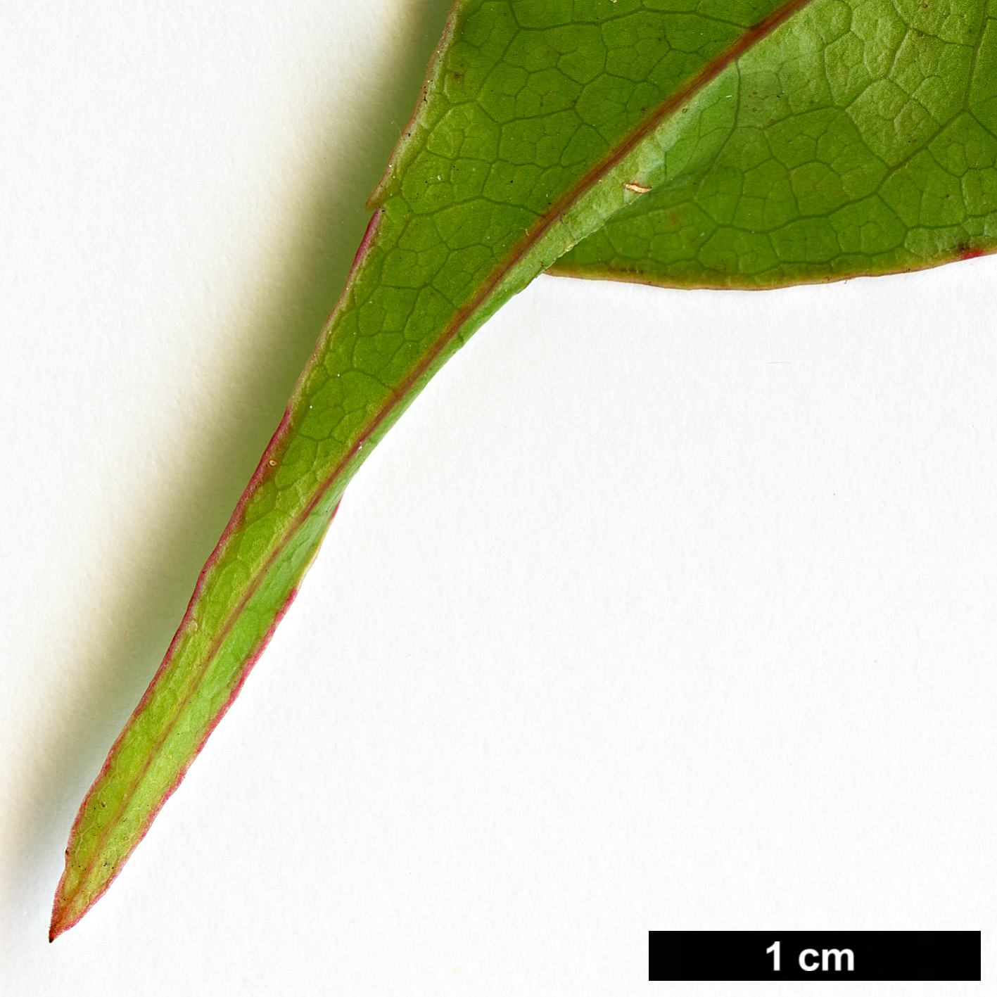 High resolution image: Family: Sapindaceae - Genus: Acer - Taxon: laevigatum